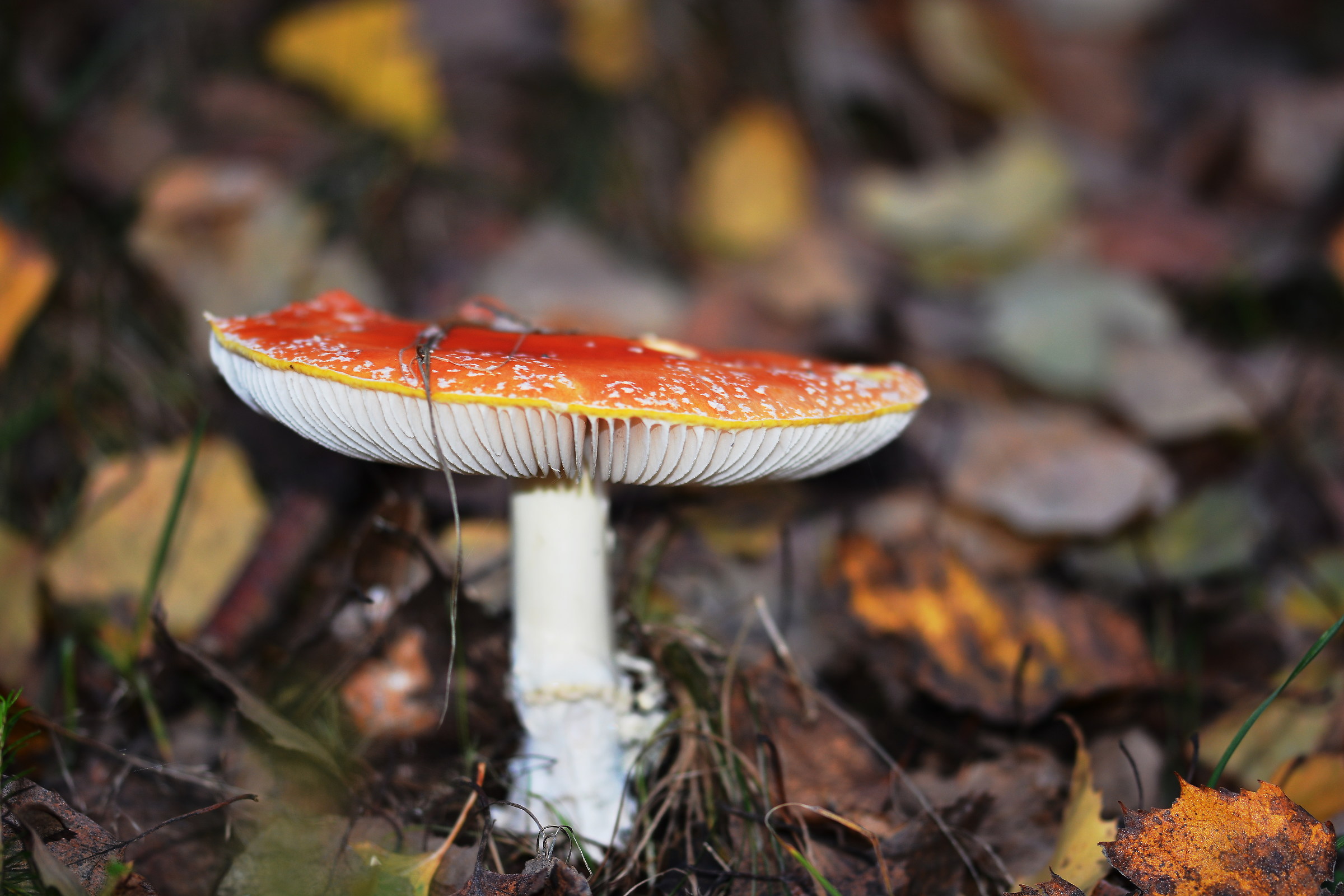 Amanita muscaria_3
