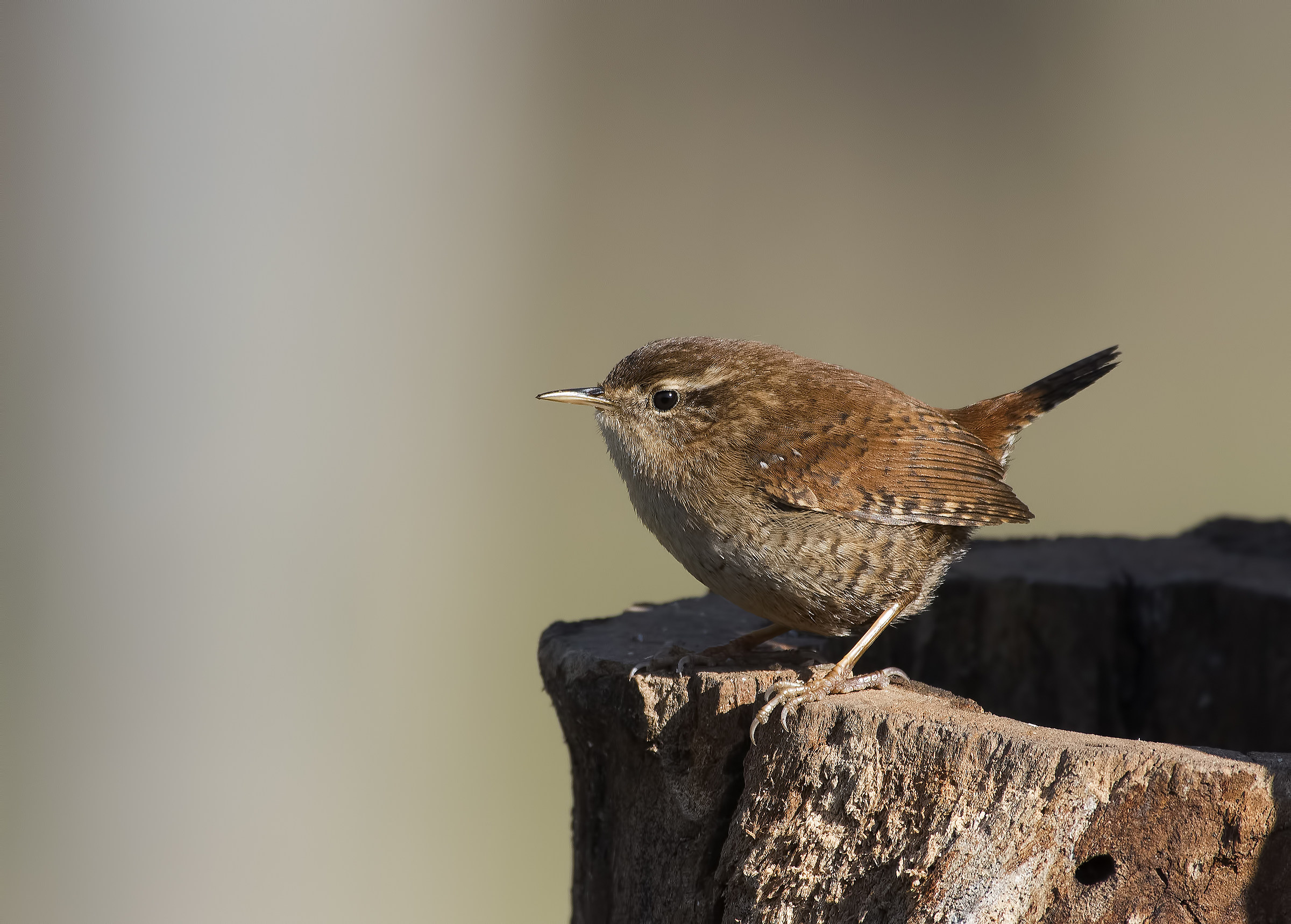 Wren!