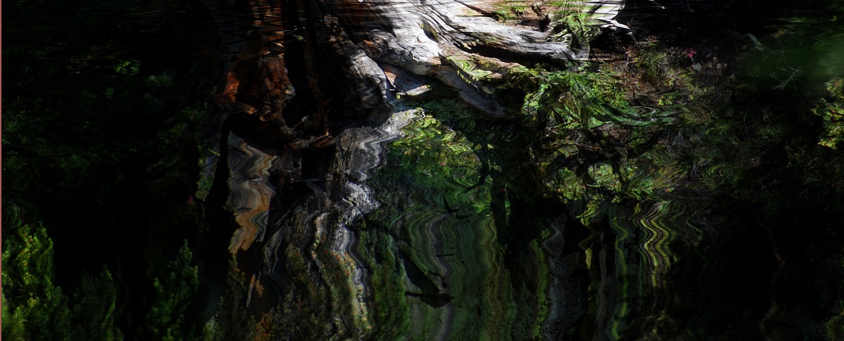 Riflessi di radici nell'acqua
