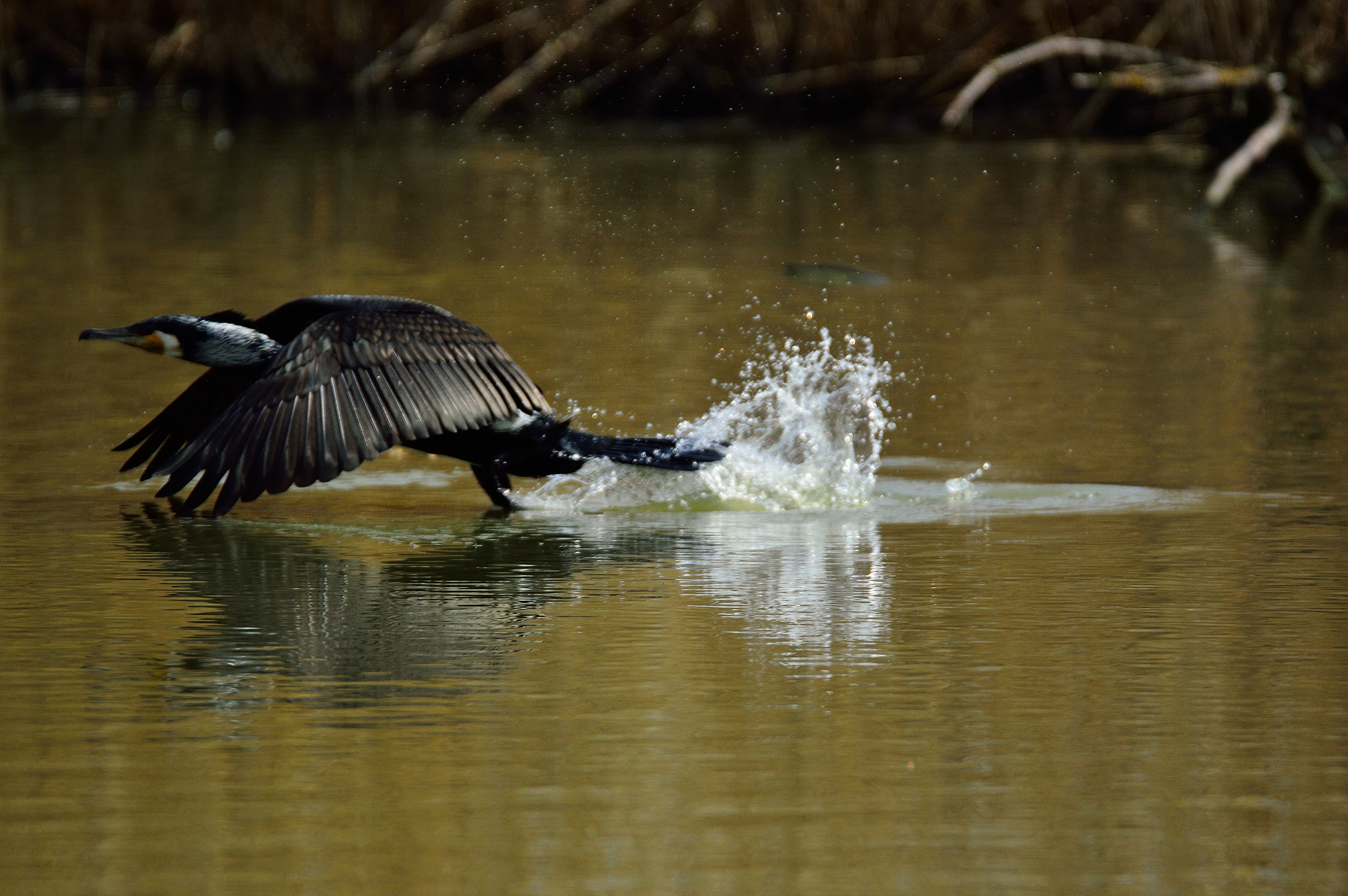 Cormorant in breeding plumage on takeoff