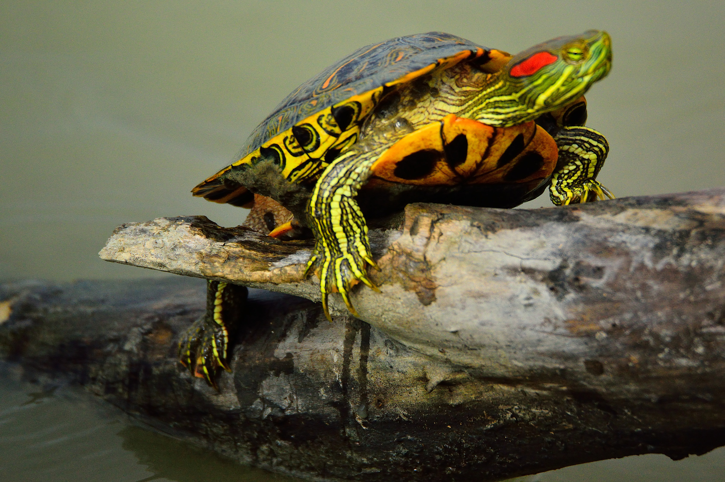Tortoise marsh looking for a bit of sunshine
