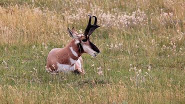 Antilocapra americana