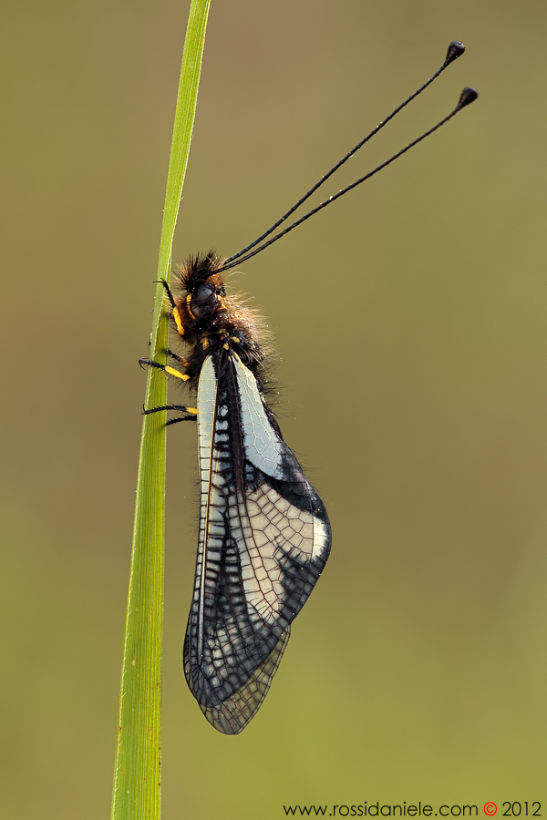 Libelloides coccajus (Denis & Schiffermüller, 1775)