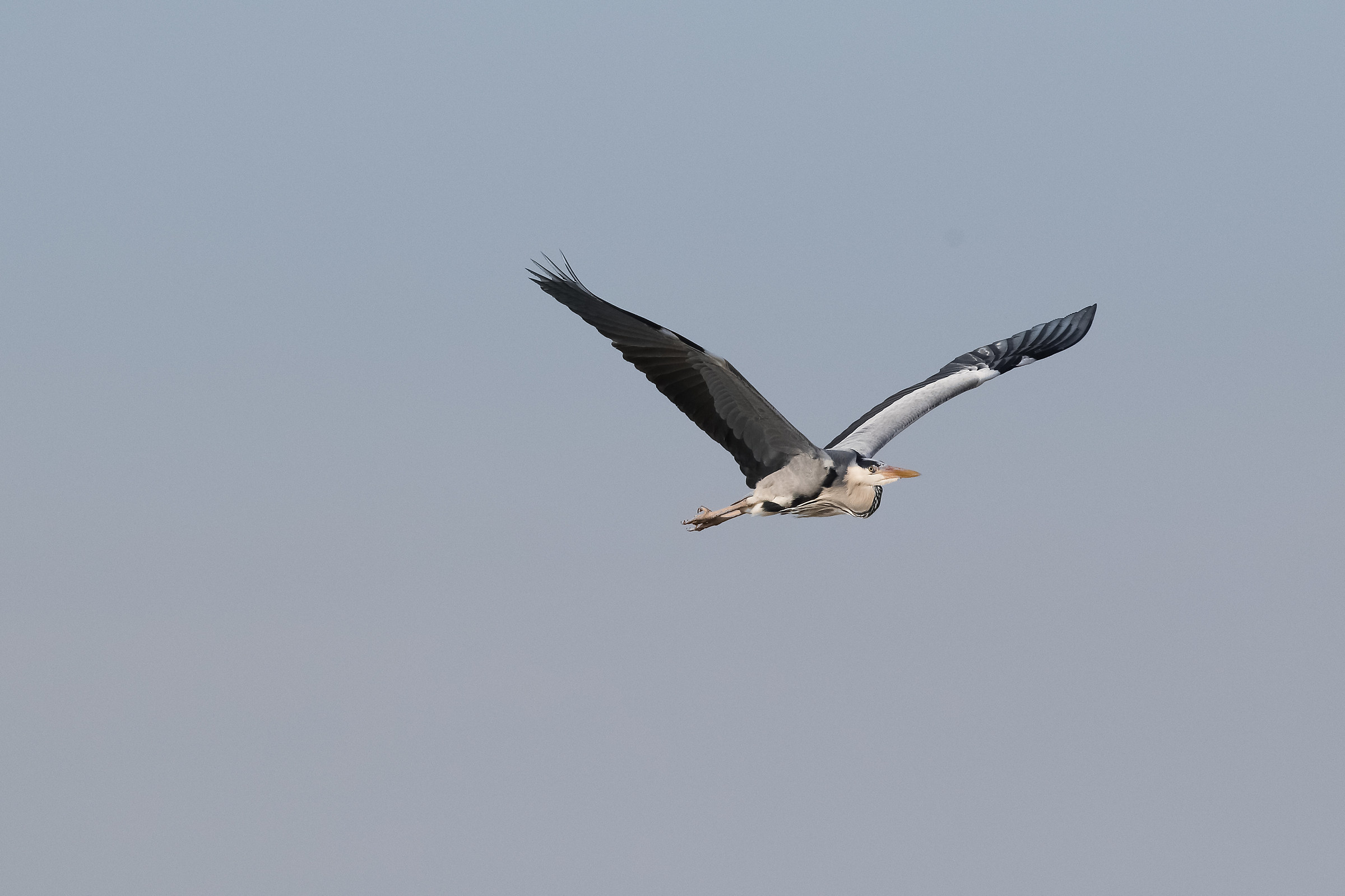 Heron in flight