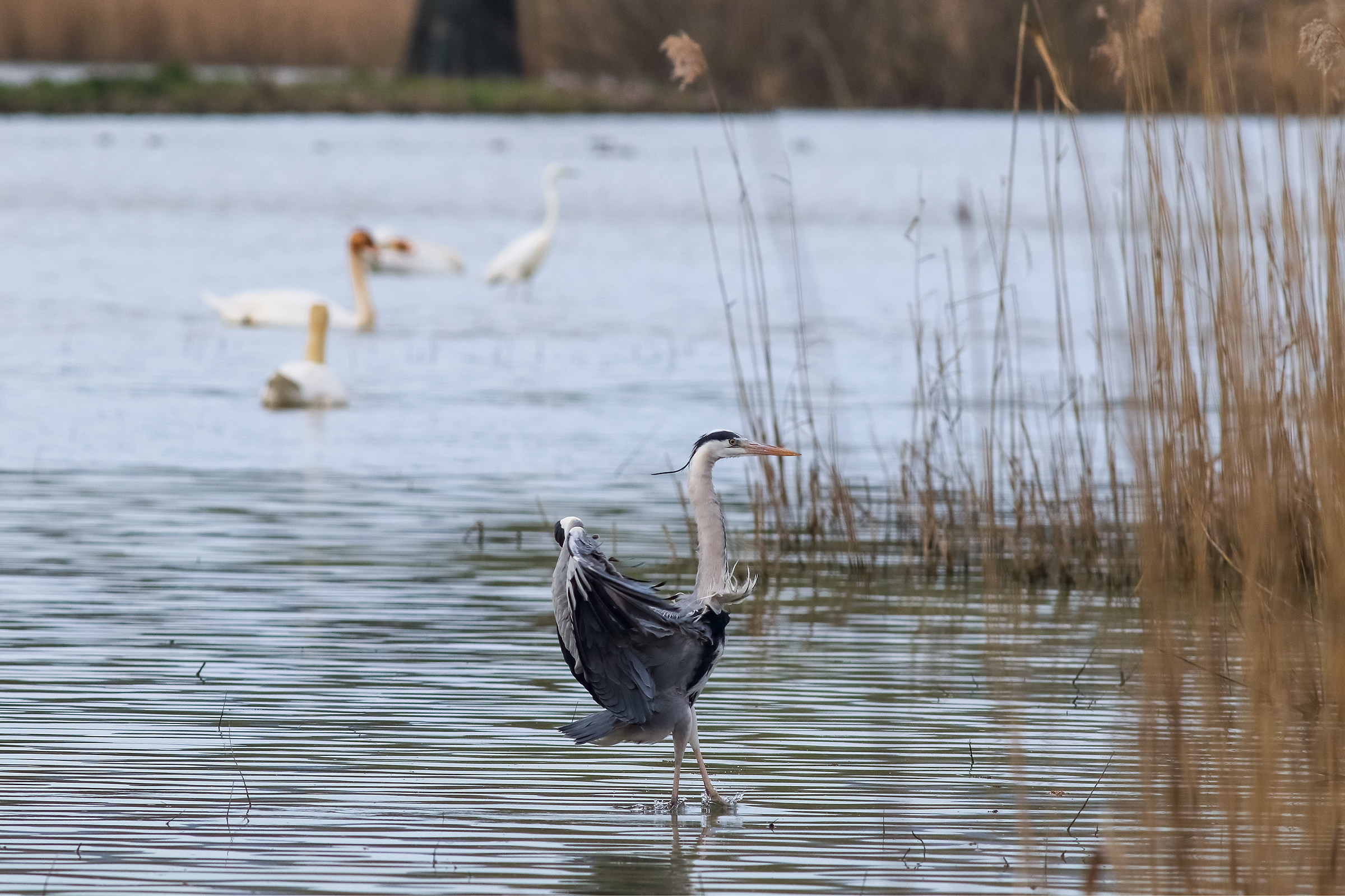 Heron standing