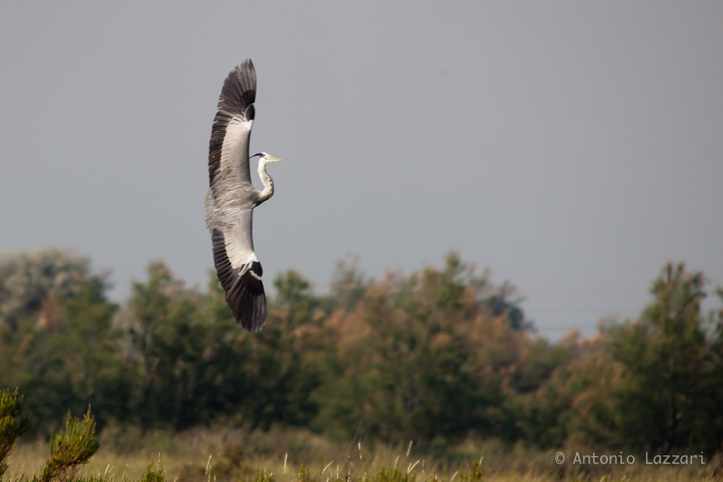 Grey Heron on plane