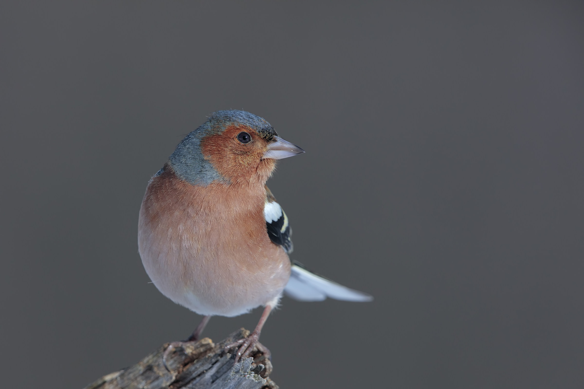 And three with the chaffinch: D