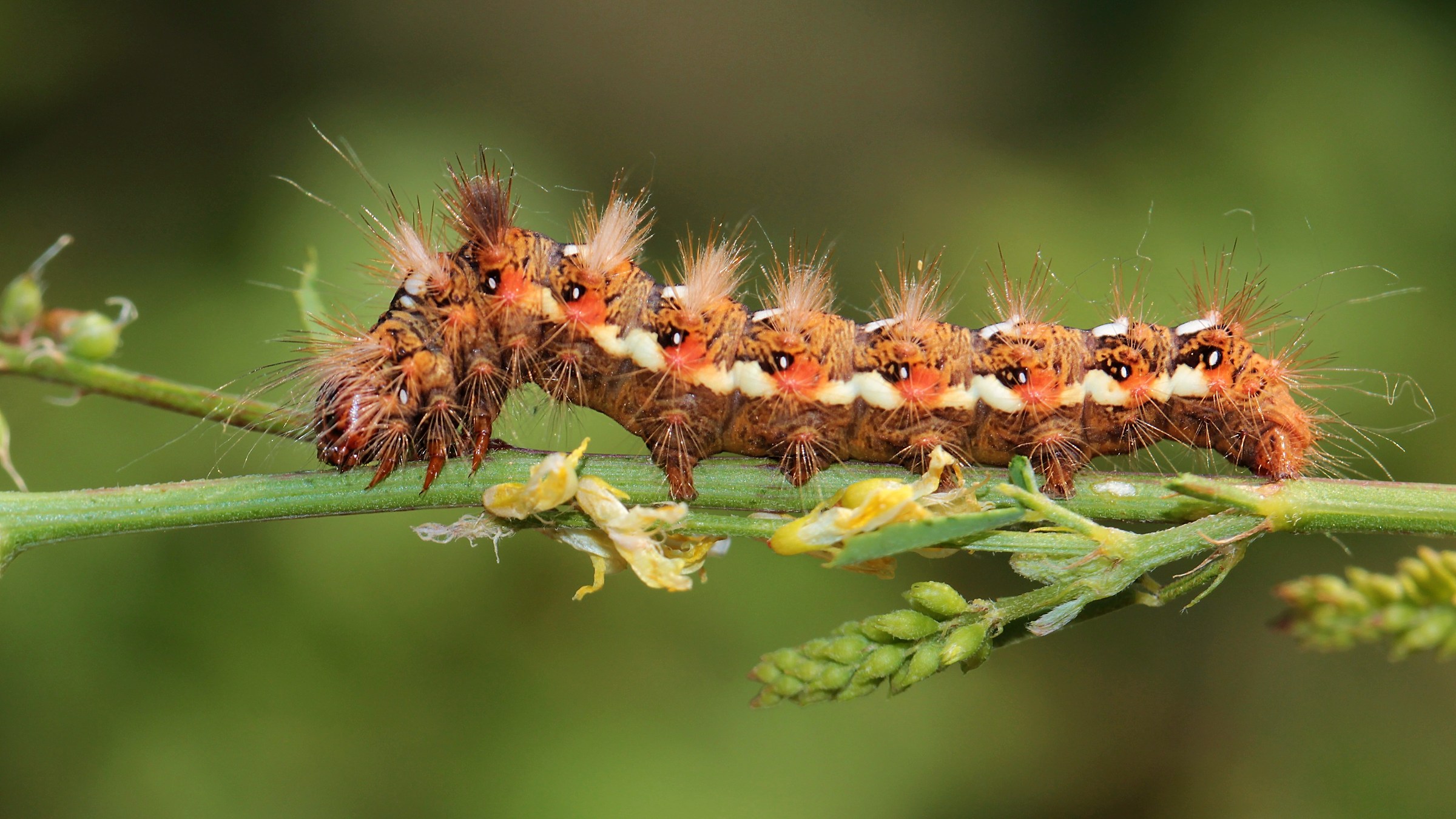 Acronicta Rumicis