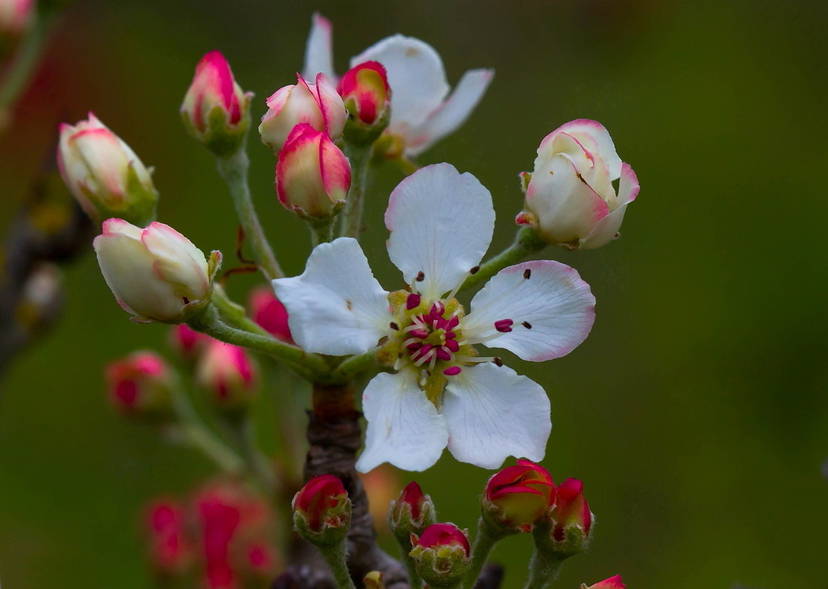 La primavera del biancospino