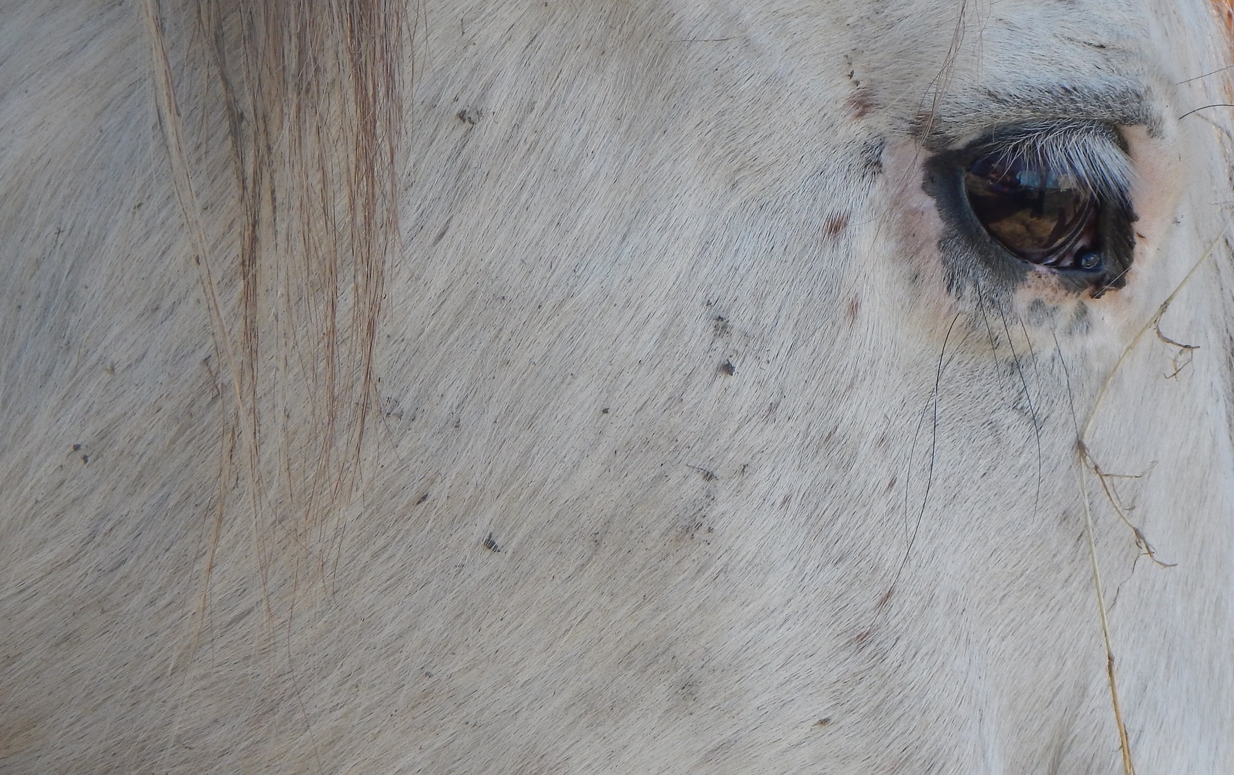 Cavallo - Particolare