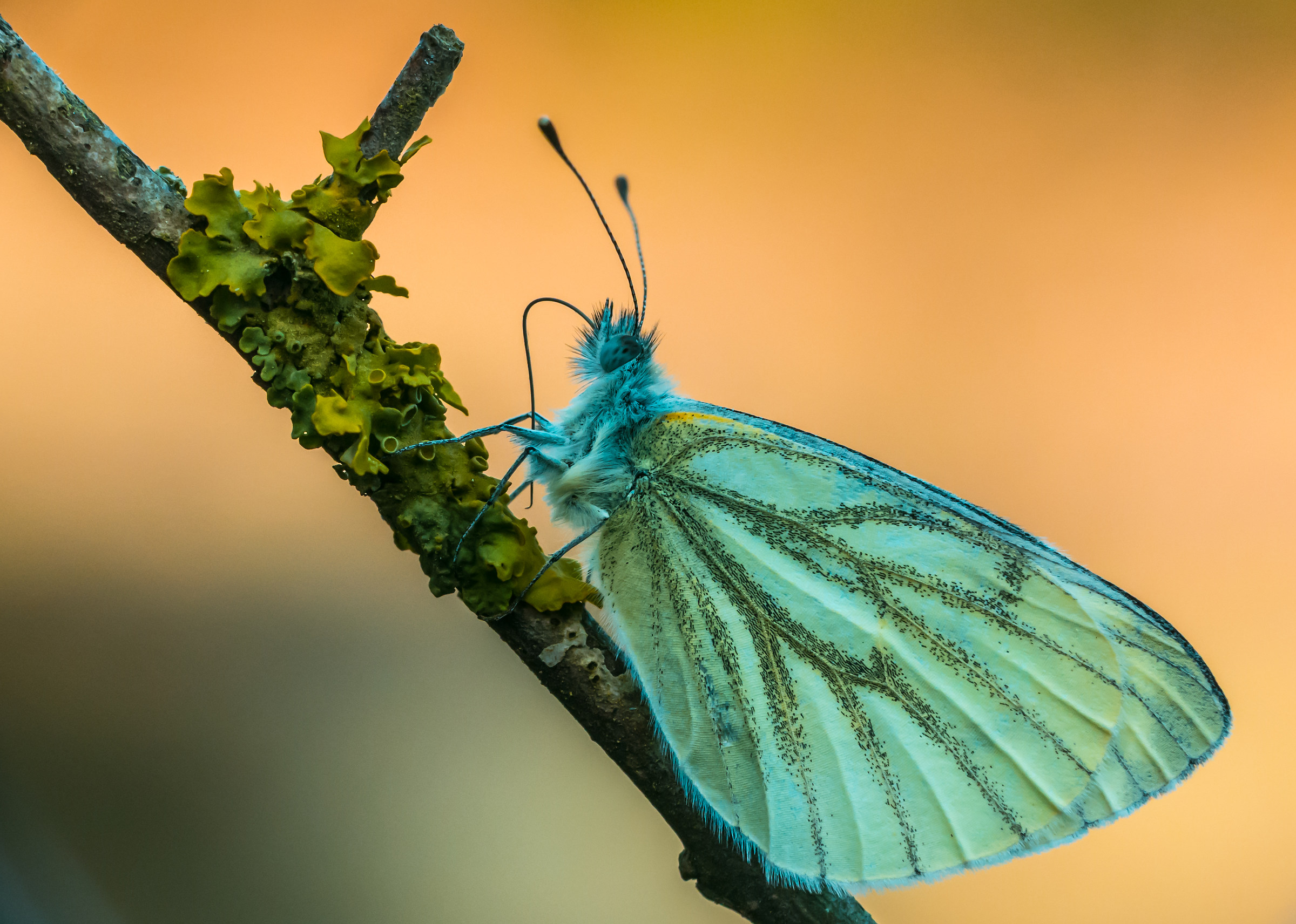 beautiful butterfly procured as always super Mr Bri