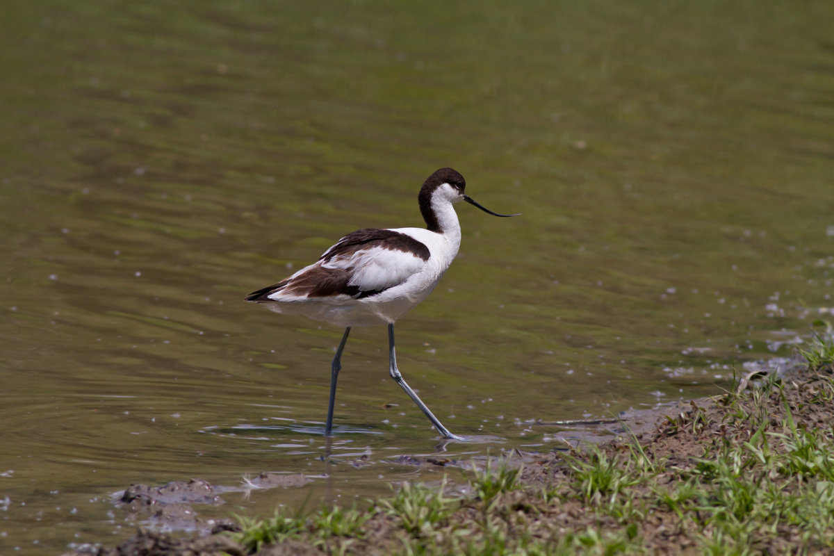 Avocetta