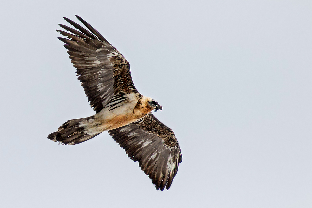 lammergeyer subadult