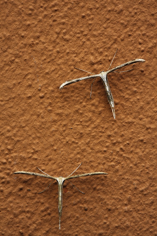 Two suspicious types