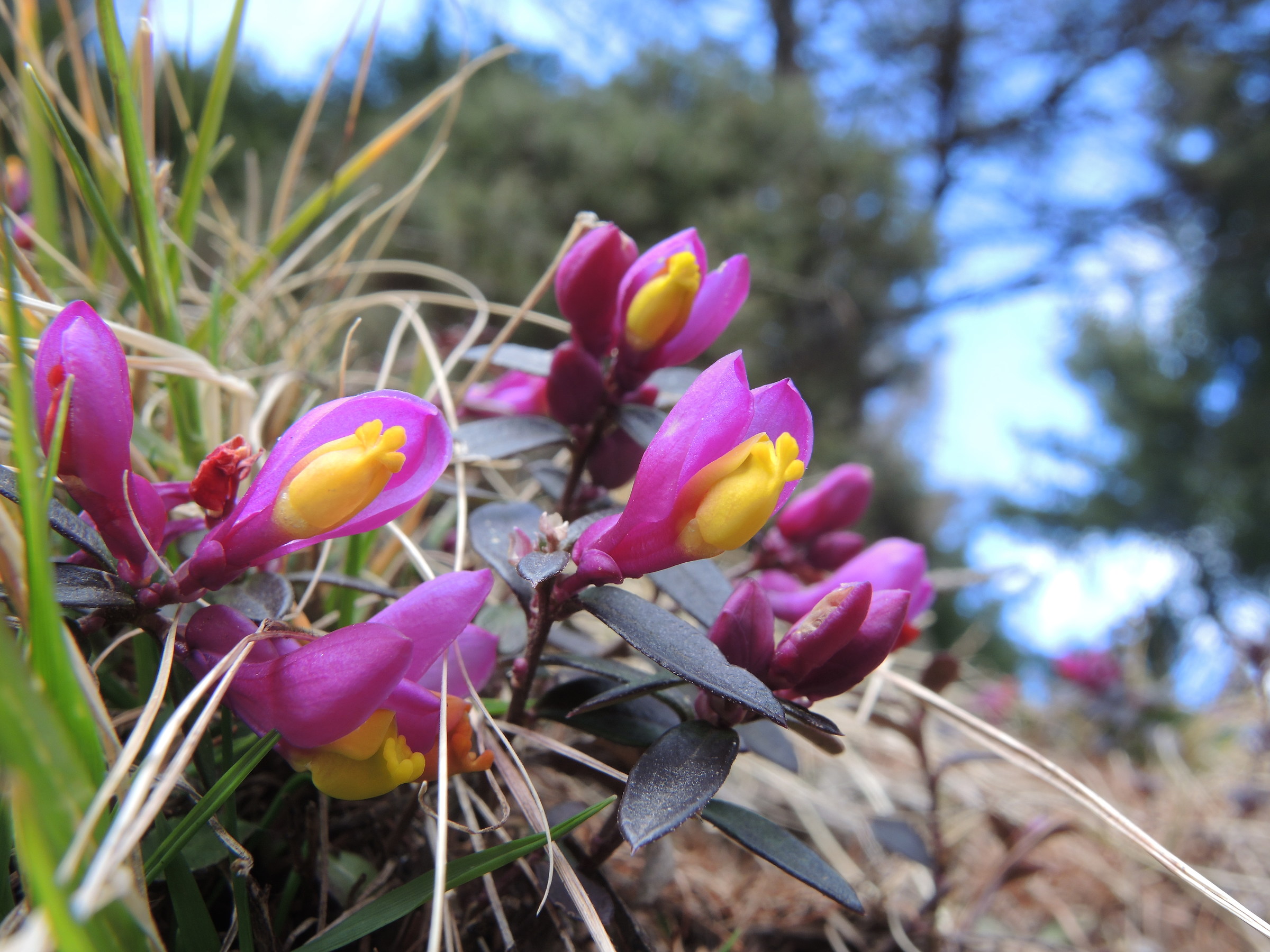 polygala Chamebuxus