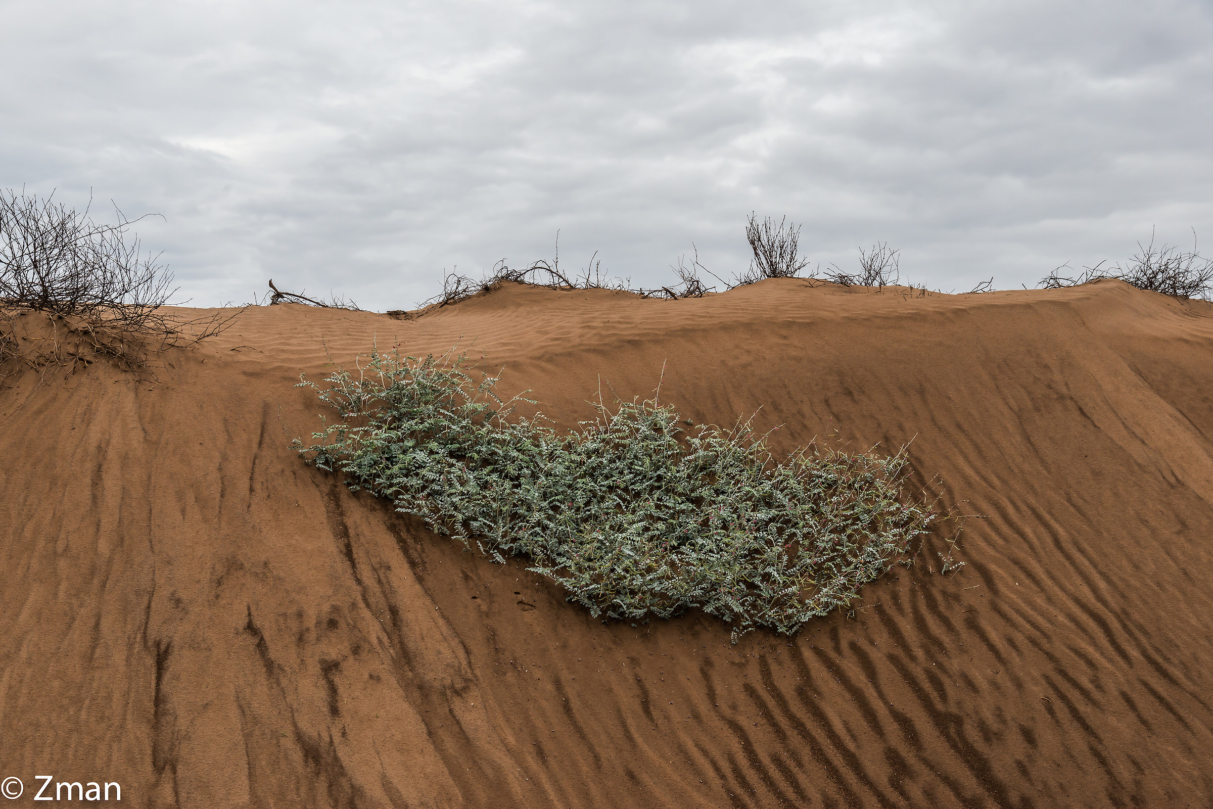 At The Bank Of River Hoanib