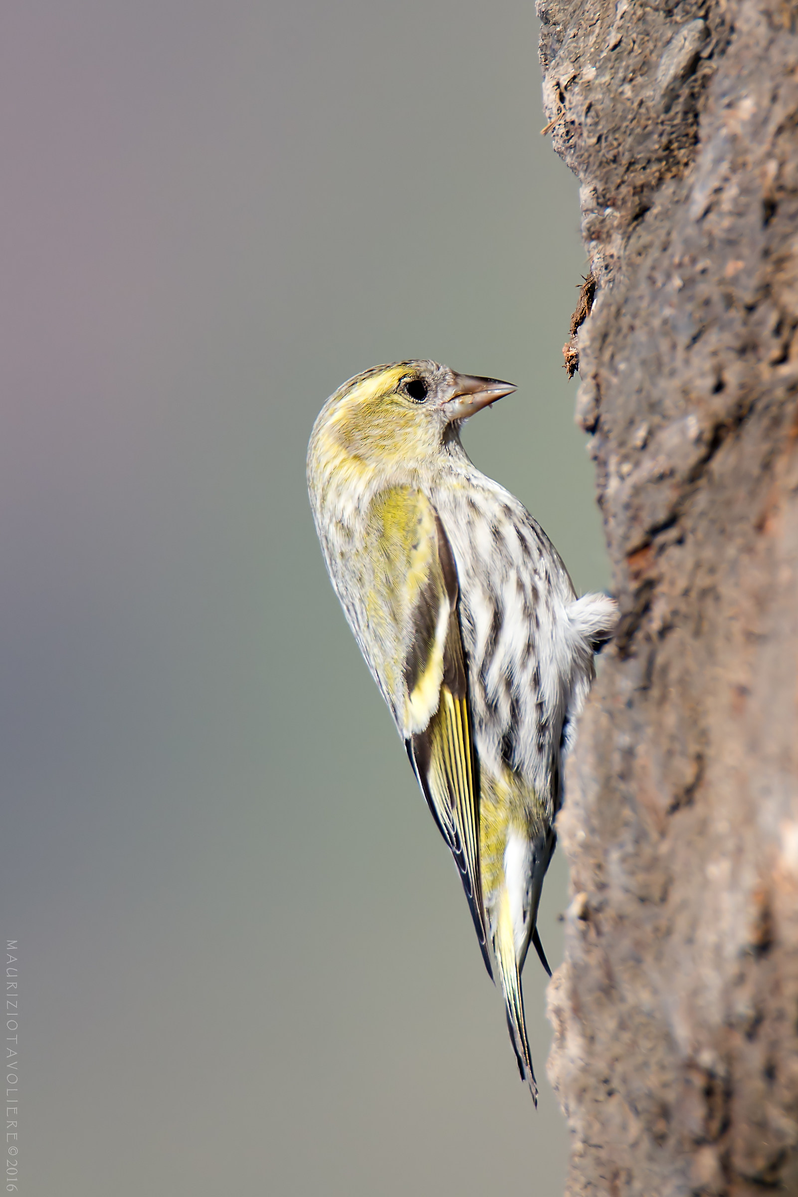 Il lucherino che si credeva un picchio ..