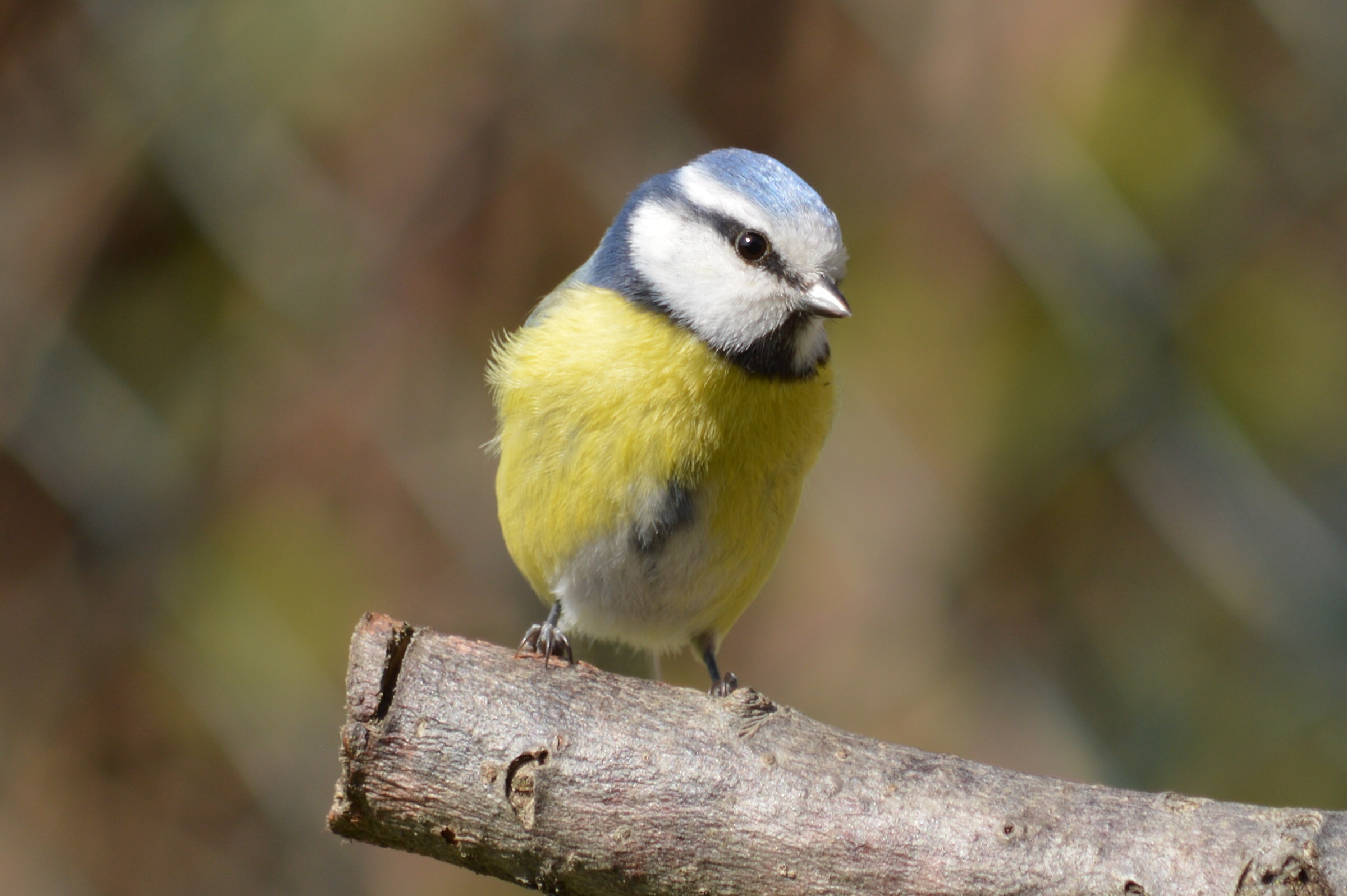Cinciarella sospettosa