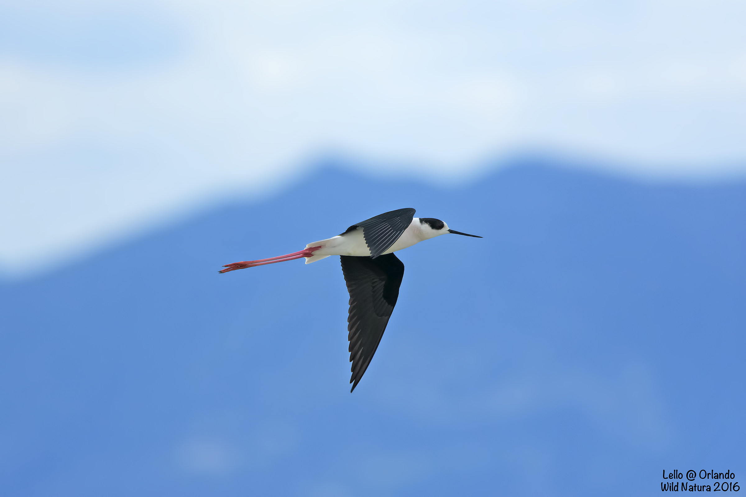 Knight On A Flight Italy !!!