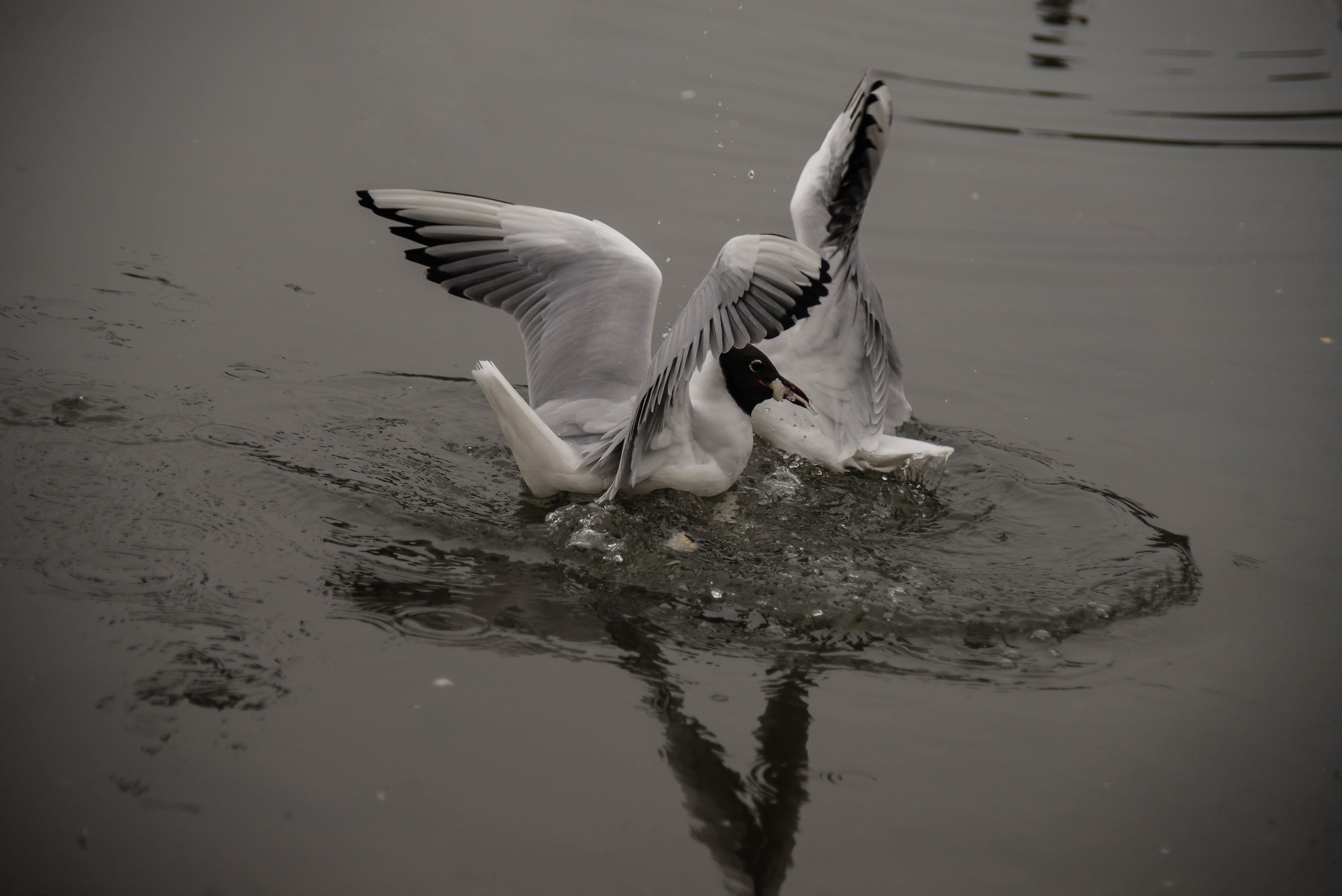 per un pezzo di pane....