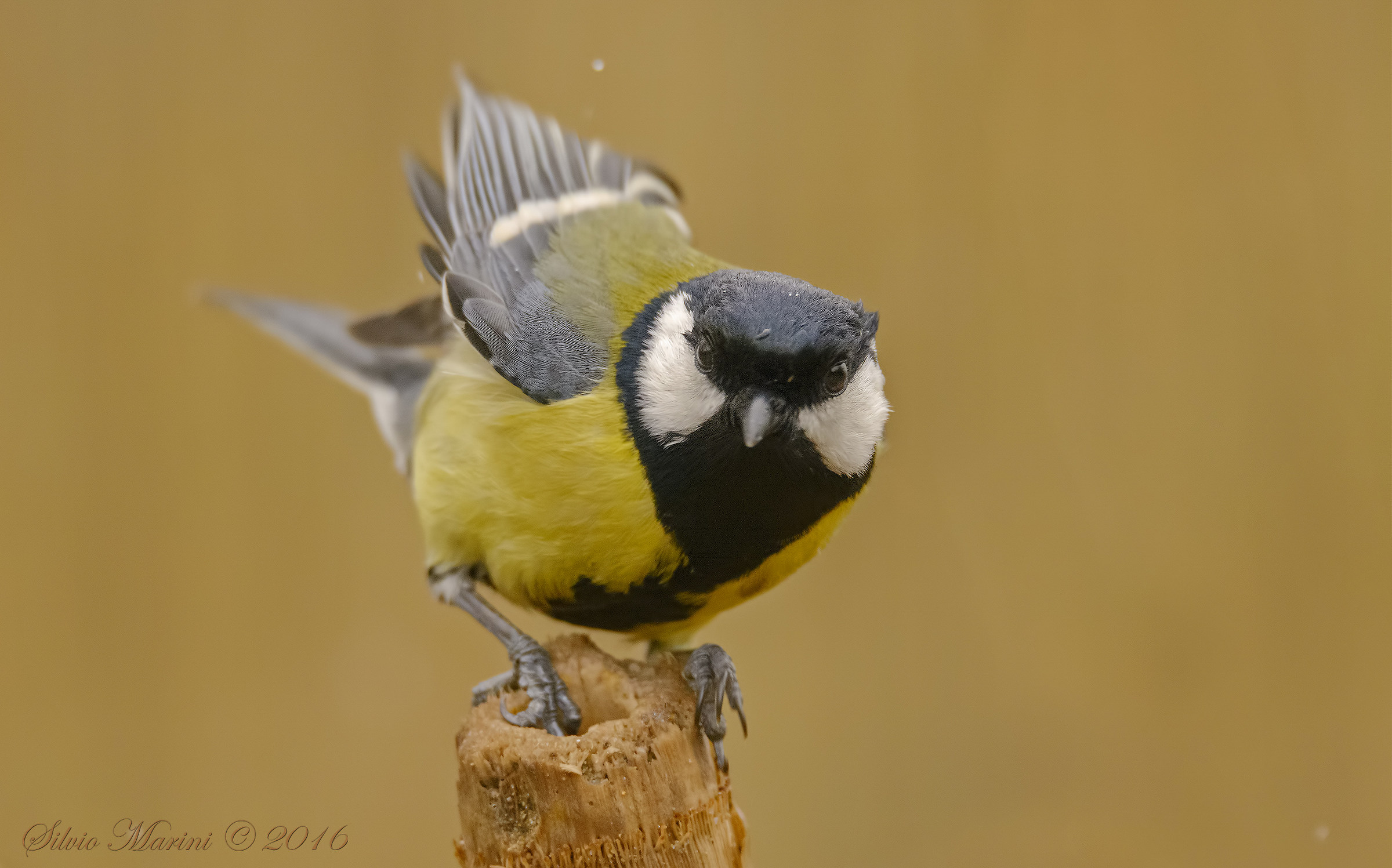 Great Tit (Parus maior)