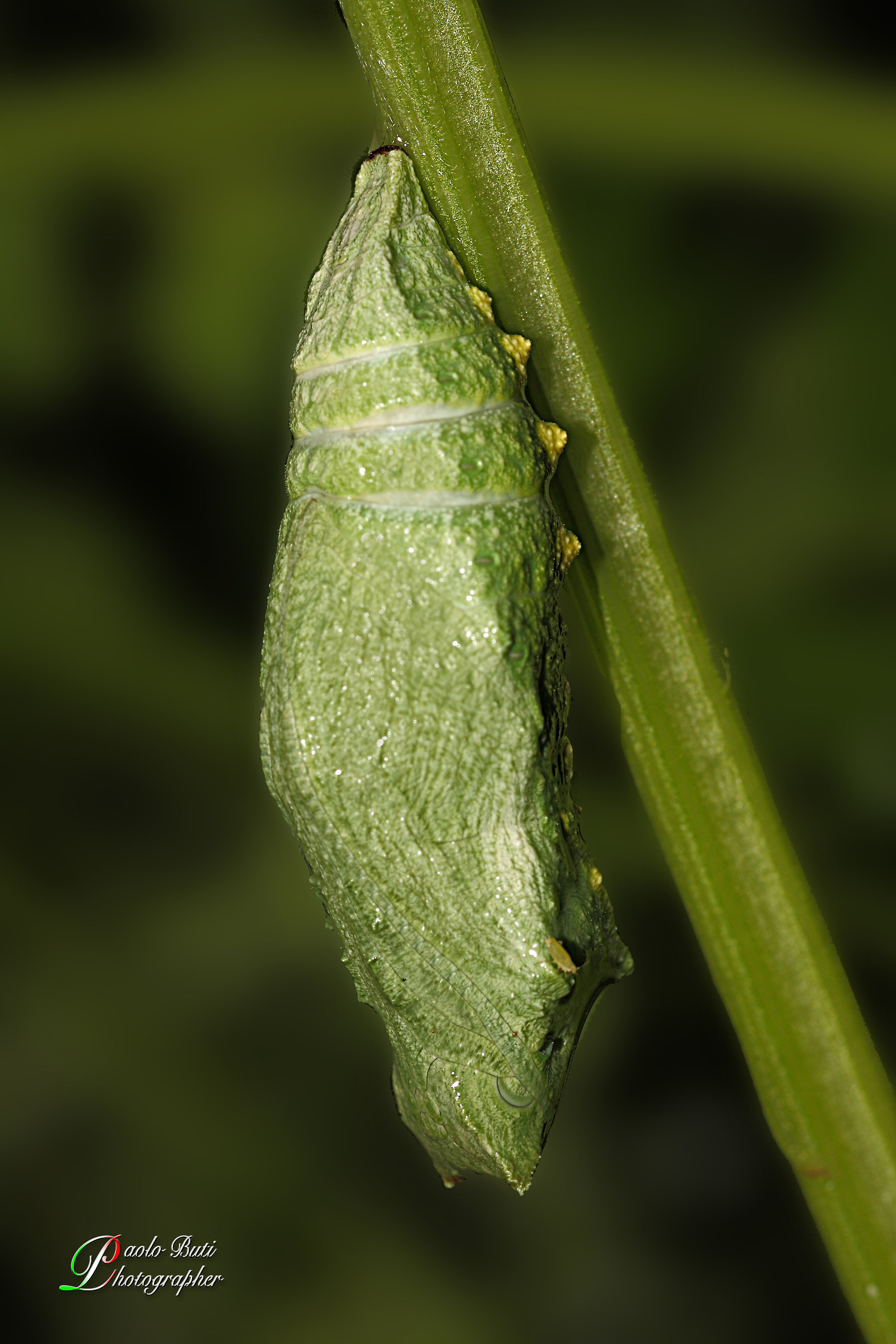 Larva Iphiclides podalirius