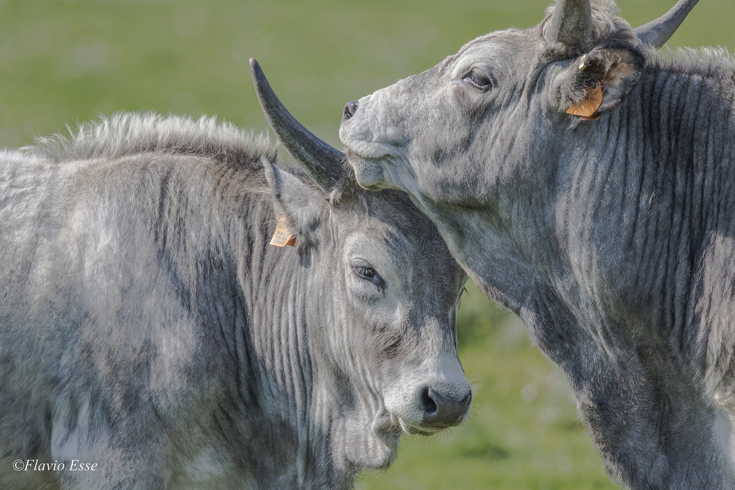 Richiesta di conforto....