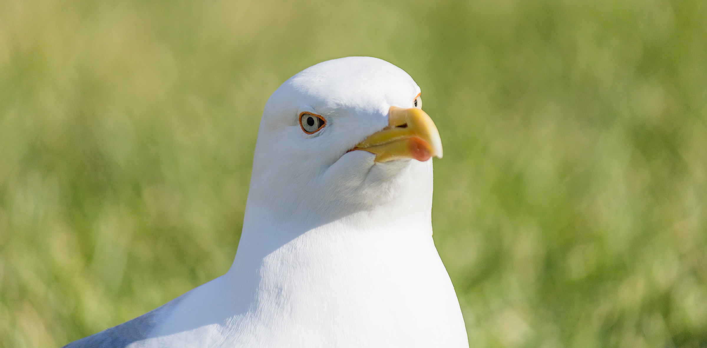 Gabbiano al colosseo