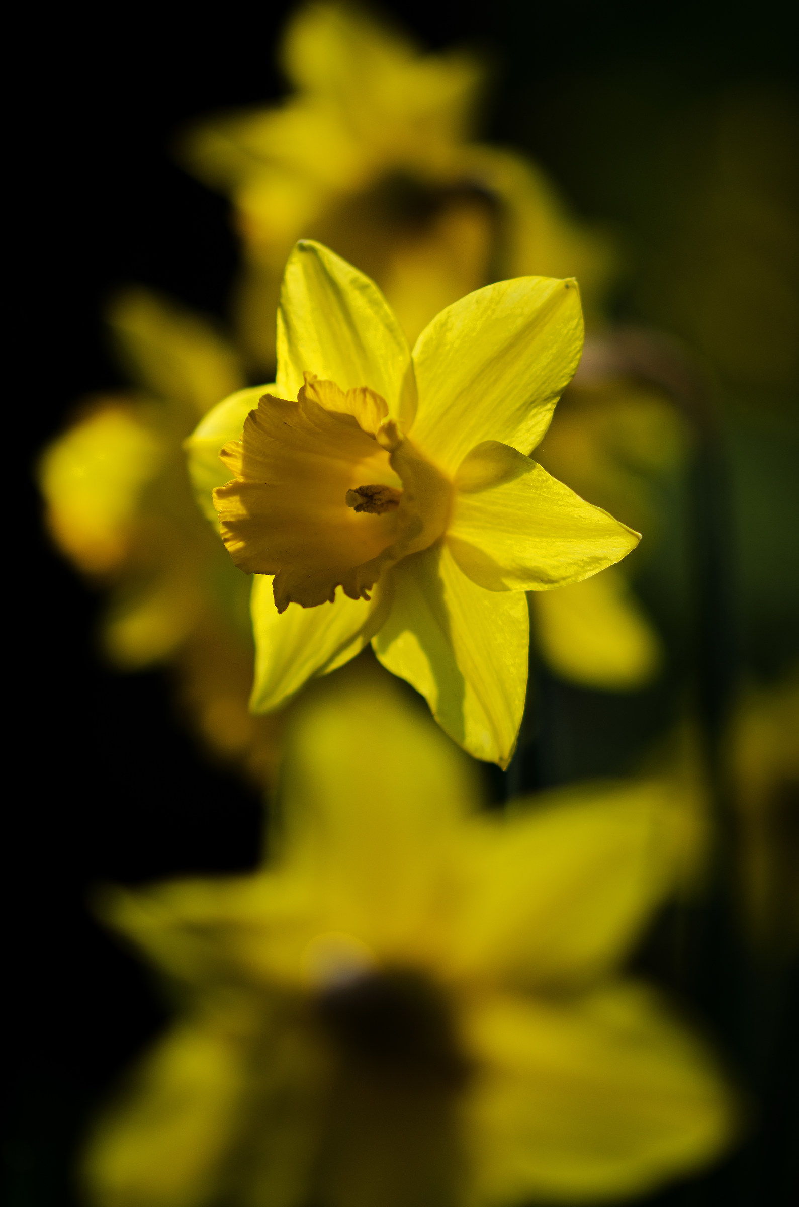 3-D Daffodil!