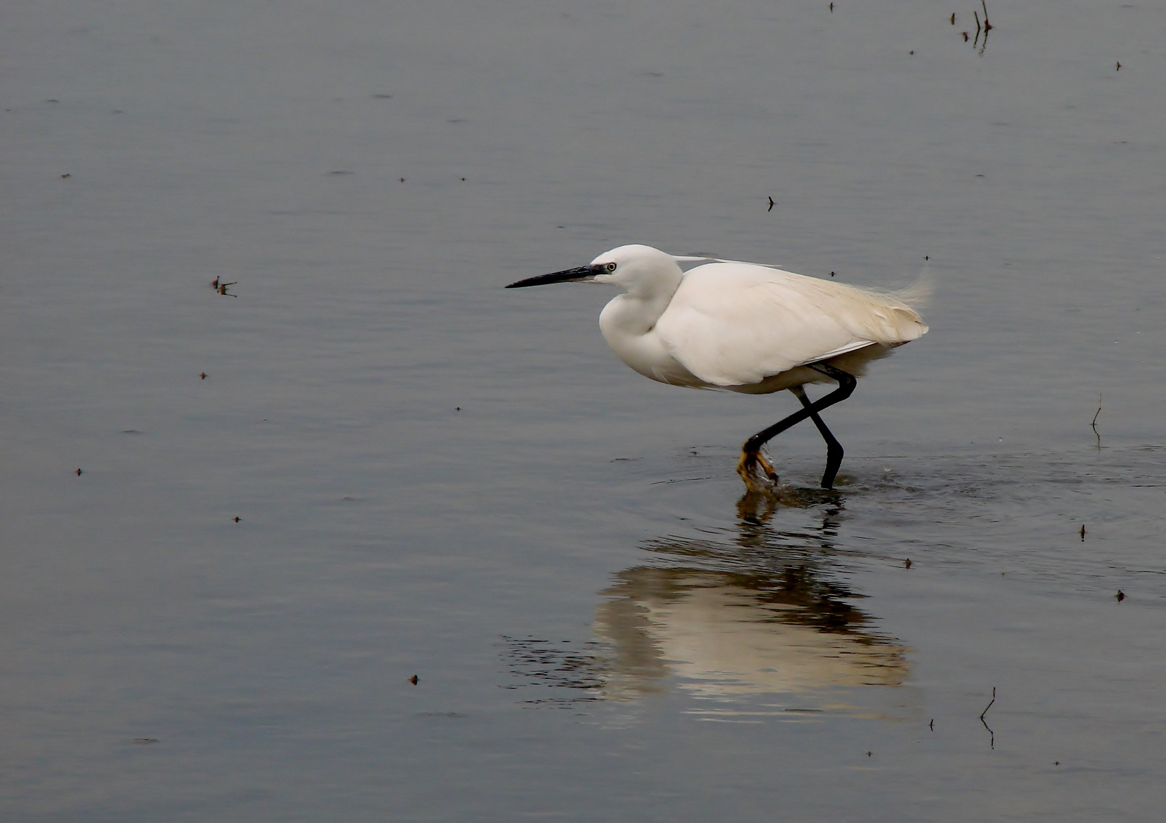 garzetta- isola della Cona