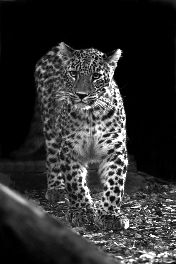 Syrian leopard