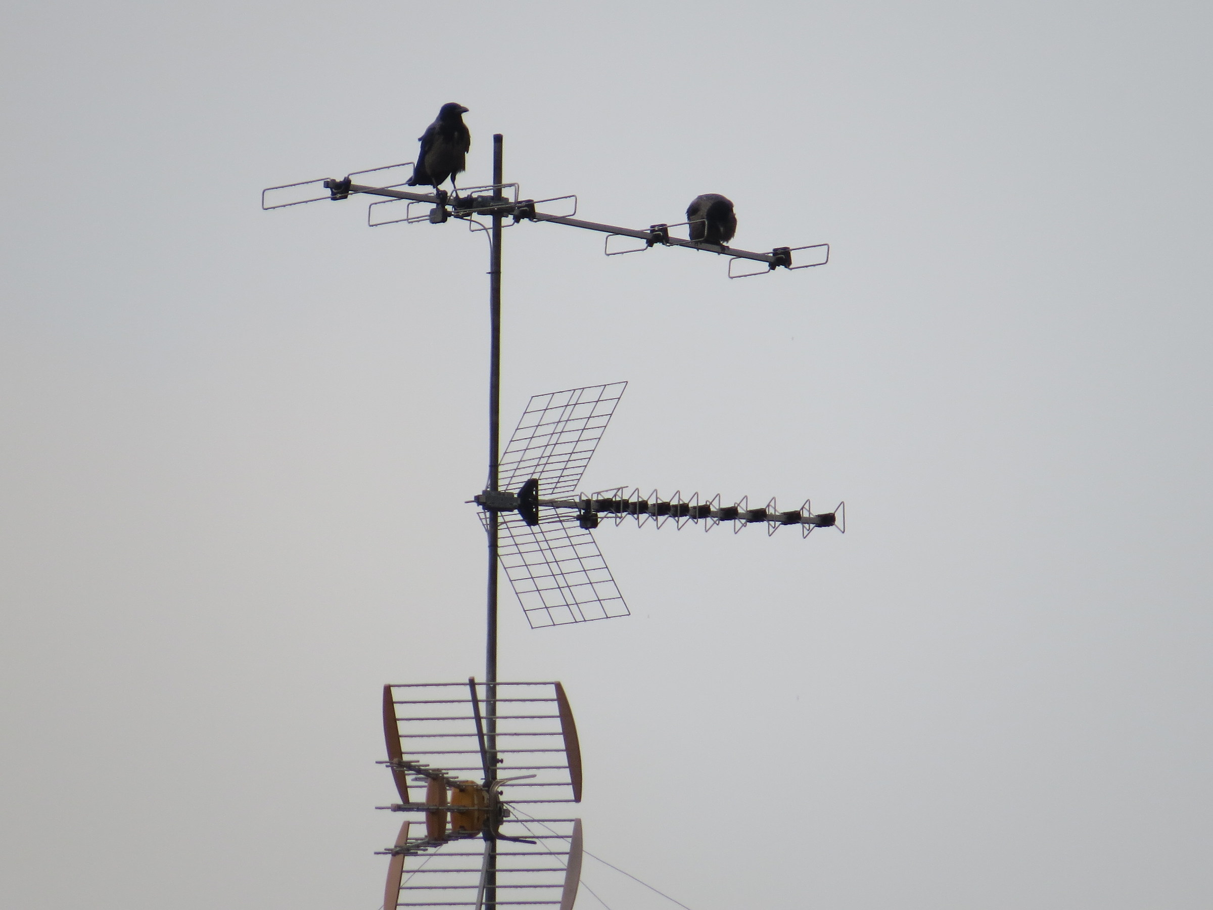 It is good reception?