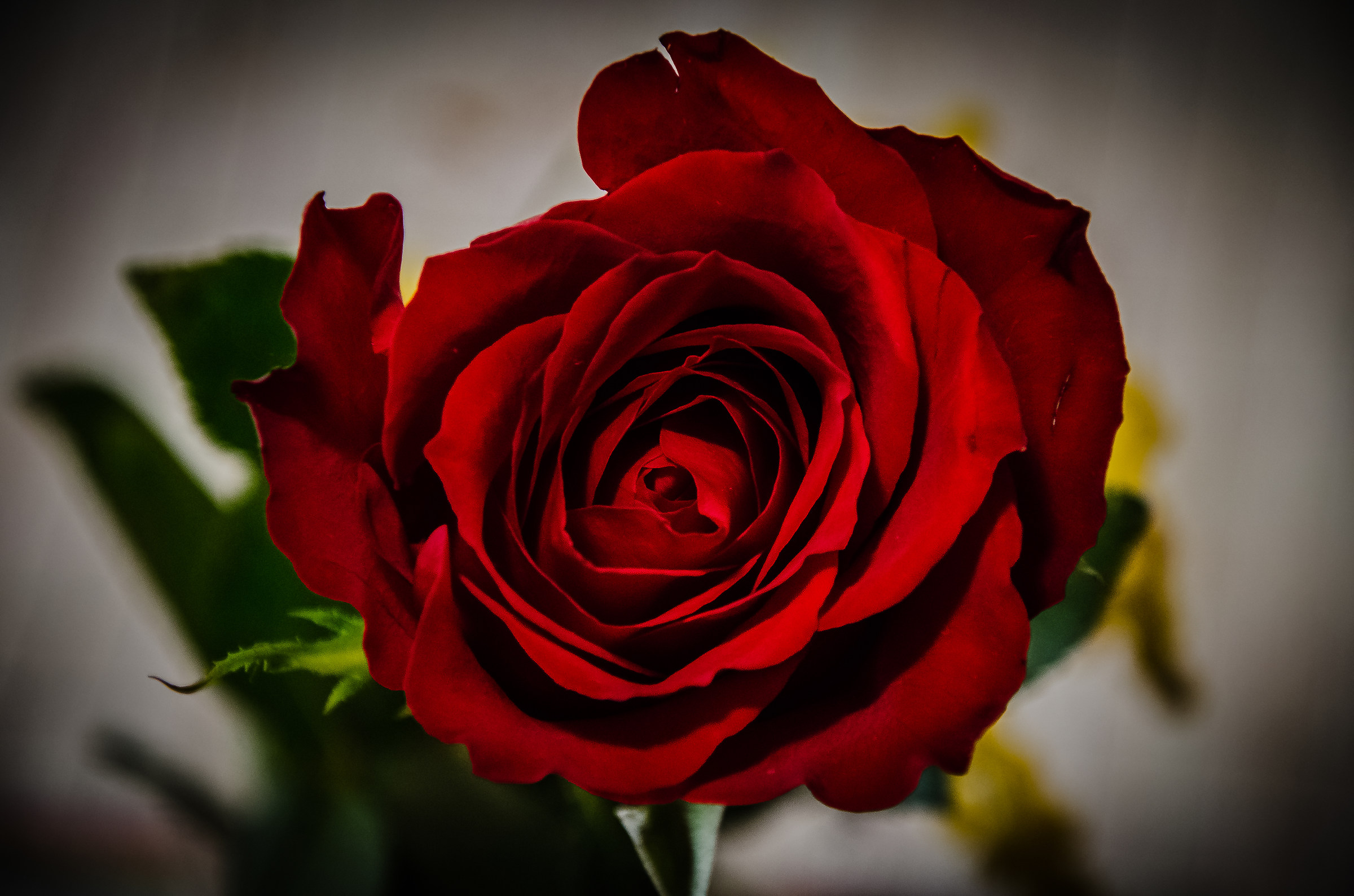 Per la festa della donna