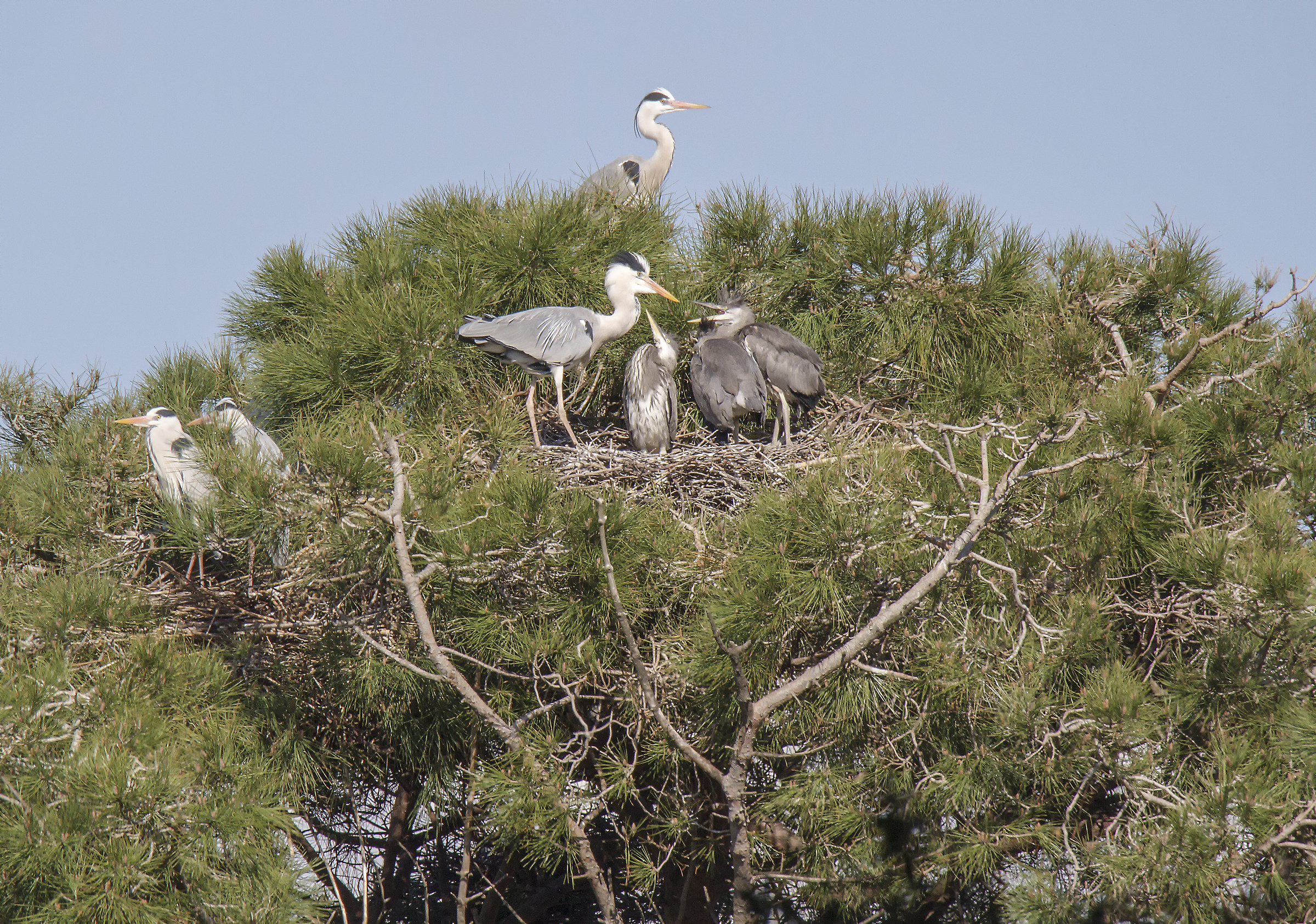 Nido Airone Cenerino