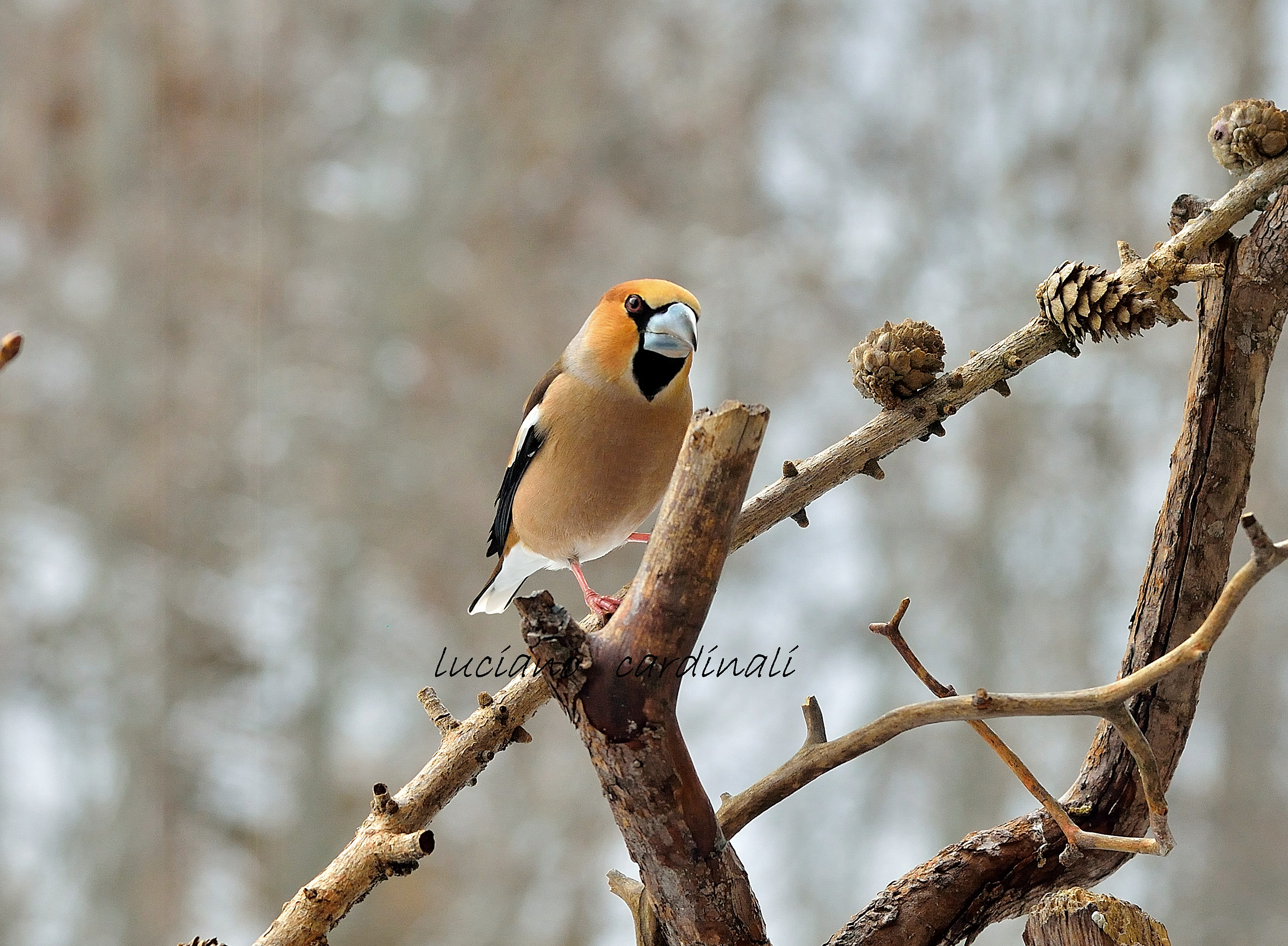 frosone maschio sotto la neve