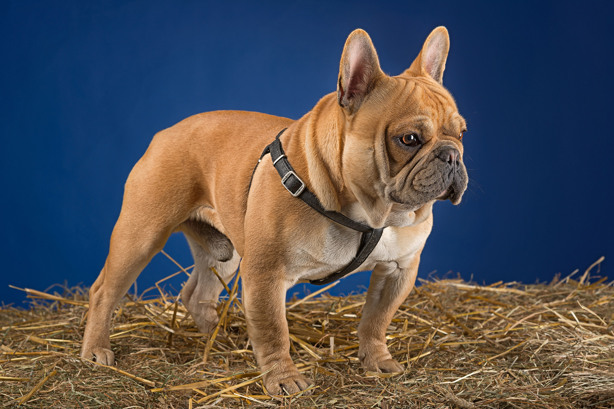 Bouledogue français