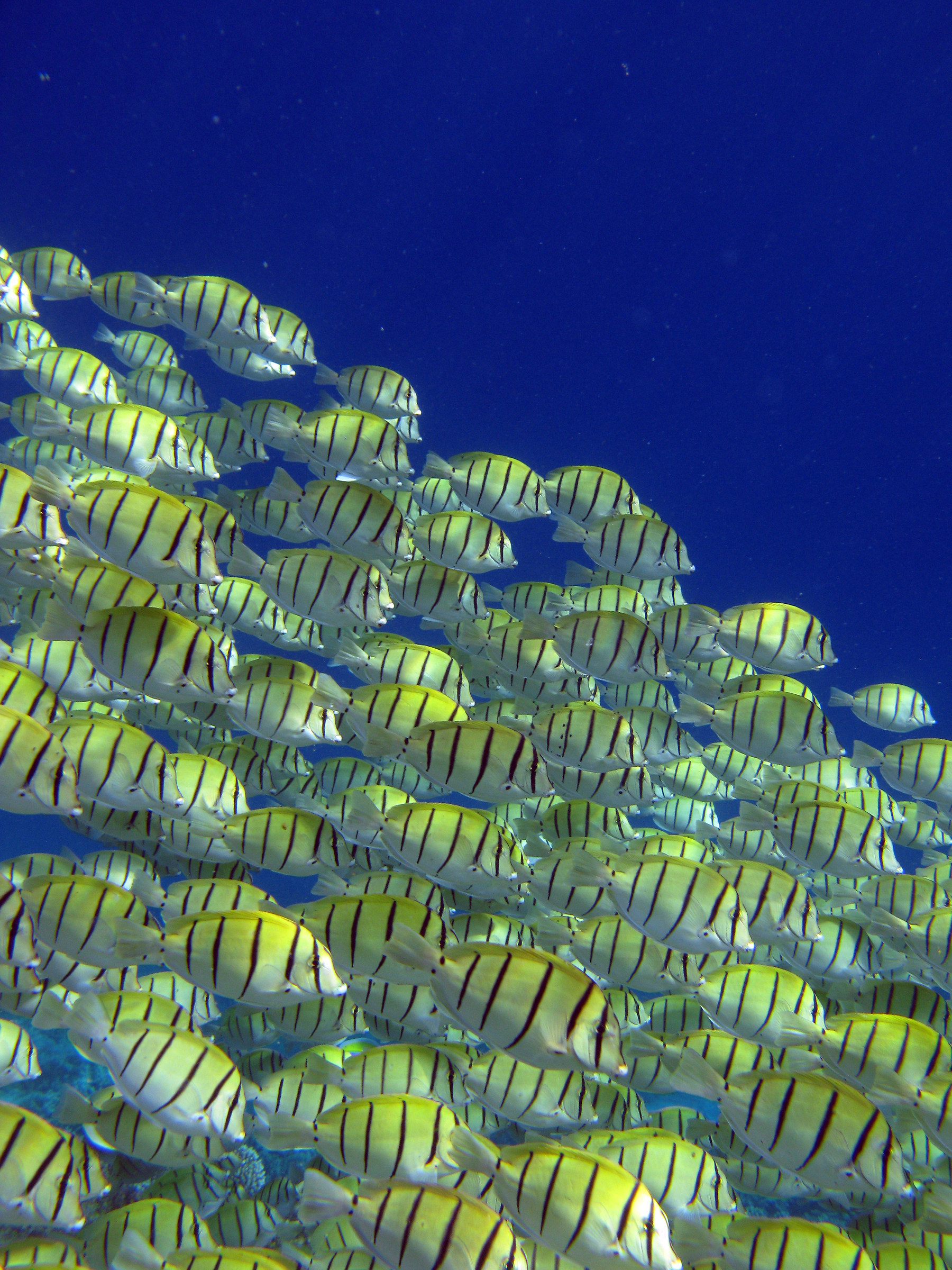 yellow fish in the blue sea