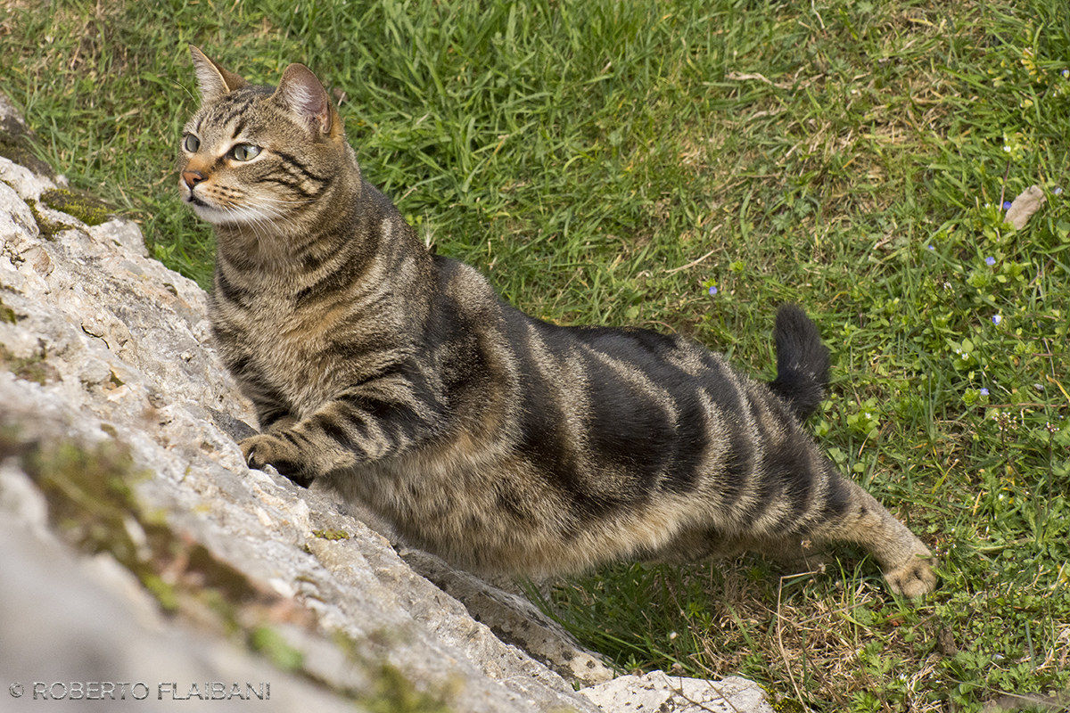 Scalata ai ruderi del castello...