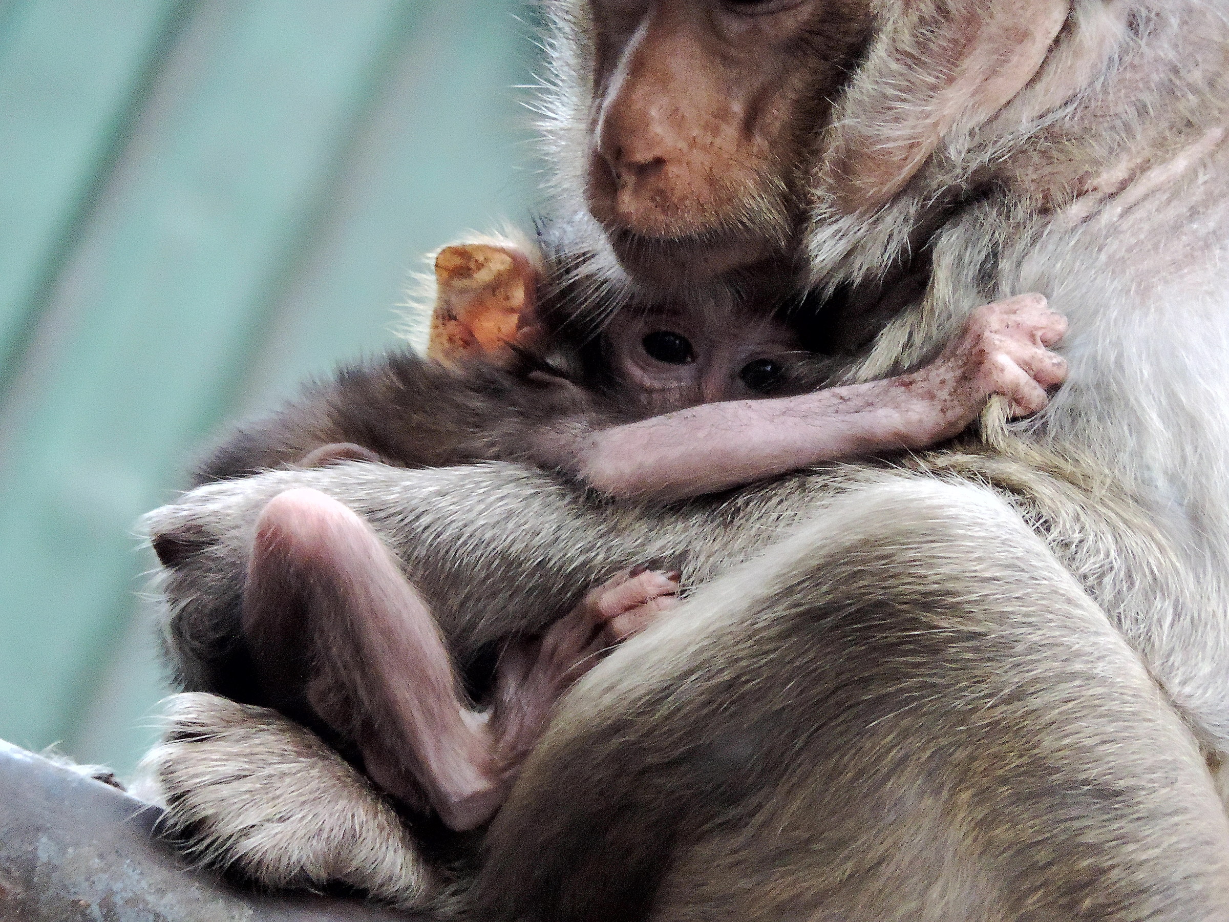 Coccole a Lopburi, Thailandia