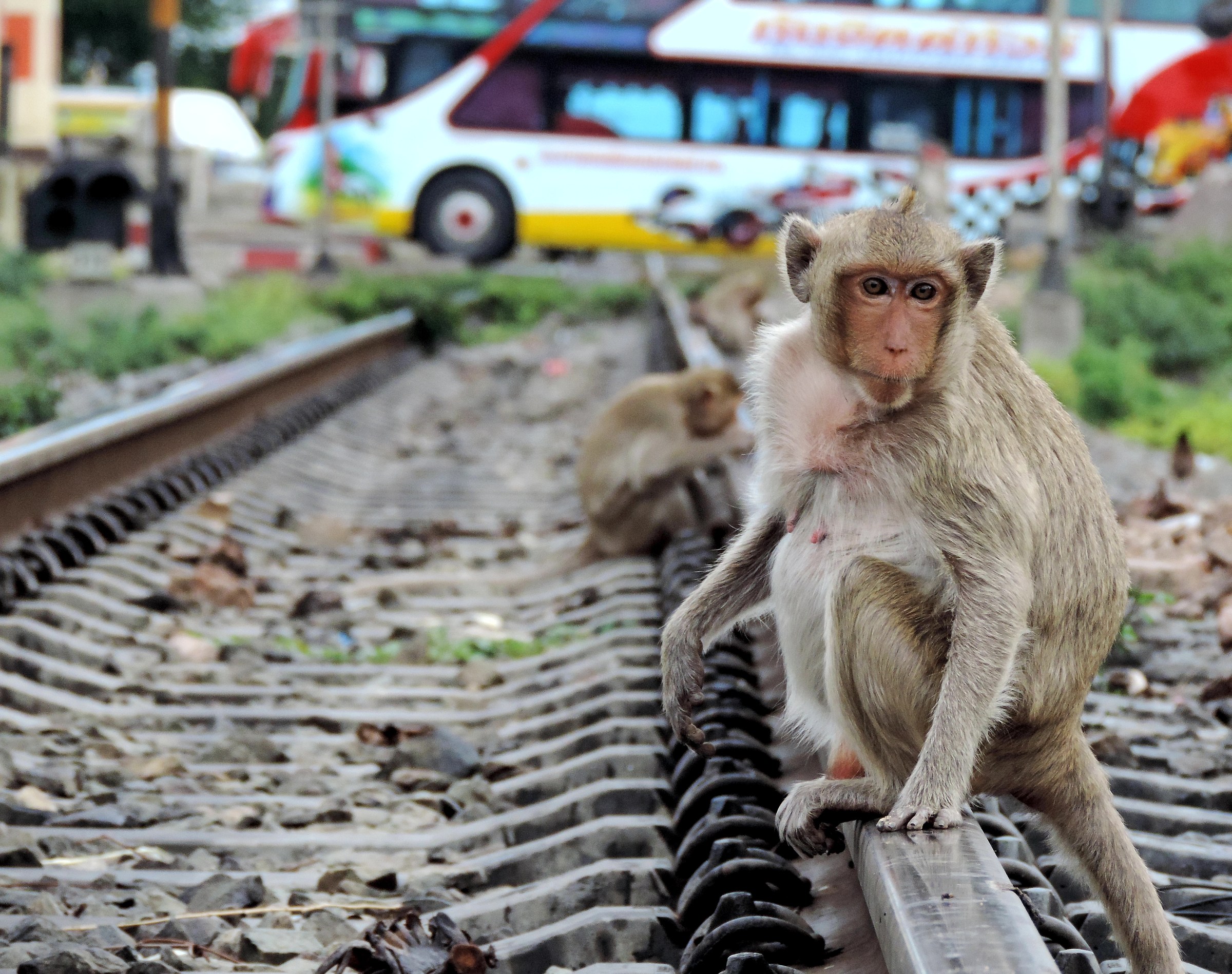 Lopburi, Thailandia