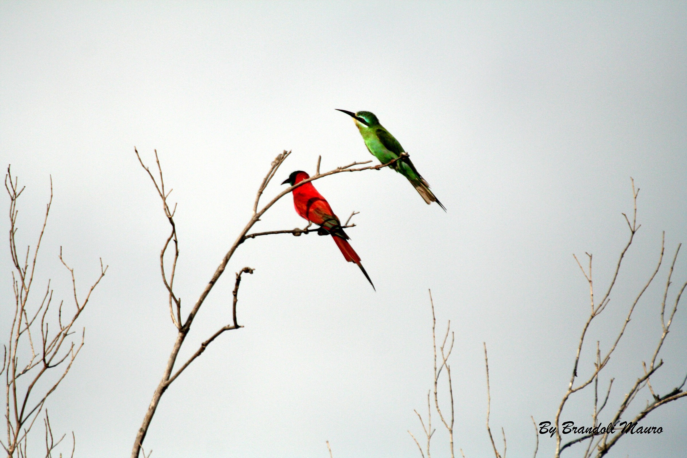 Bee eater