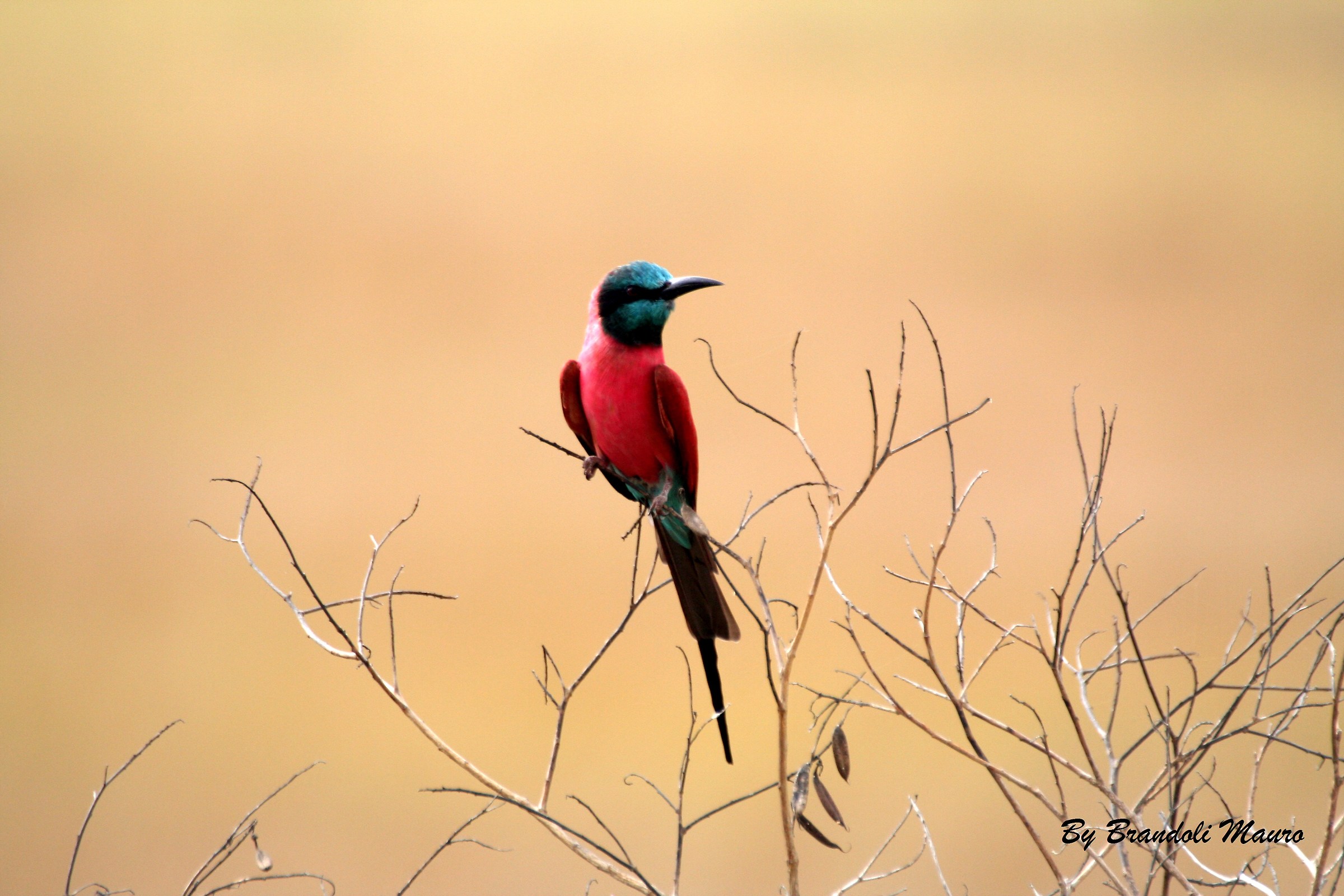 Carmin bee eater