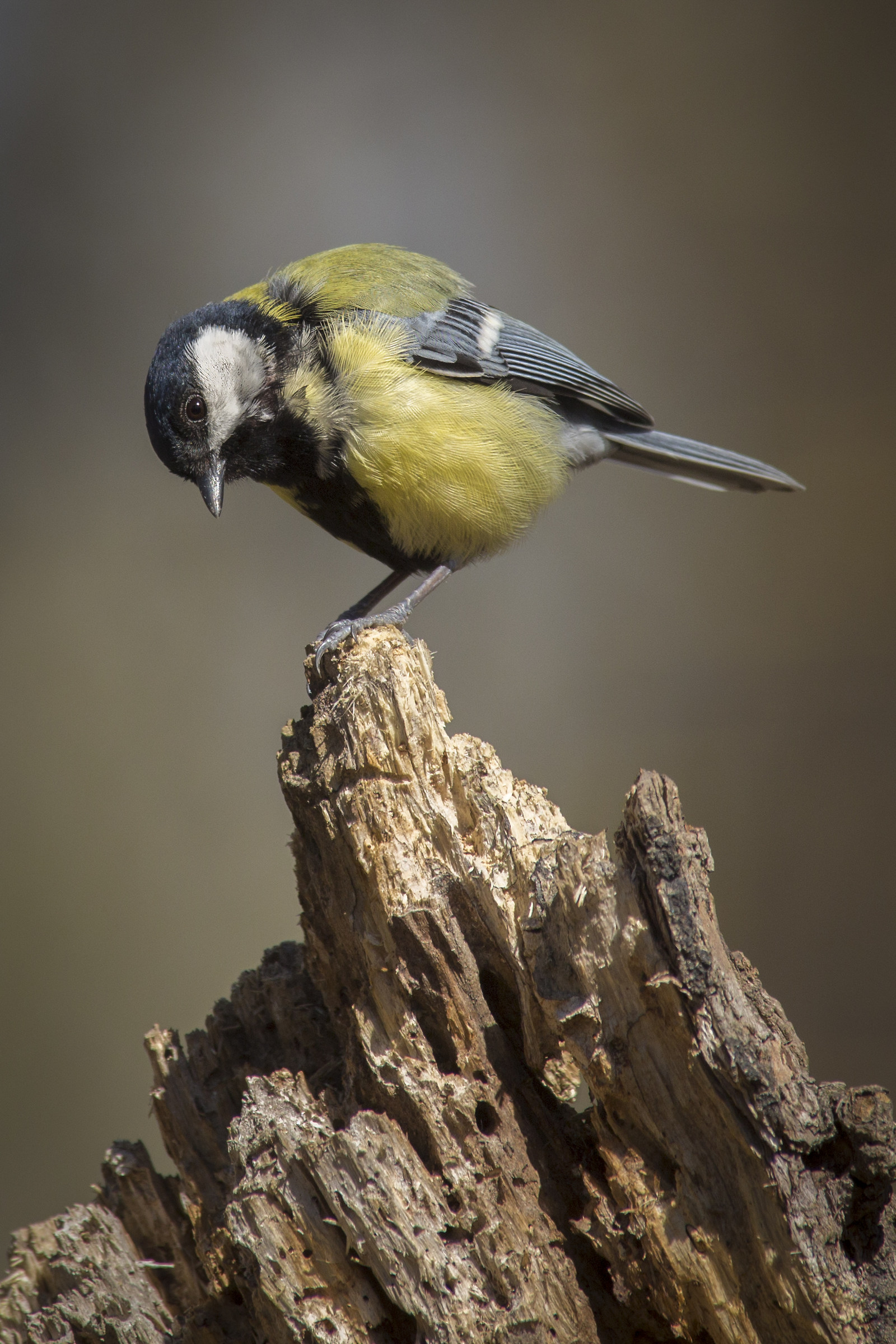 Today they are not so cheerful