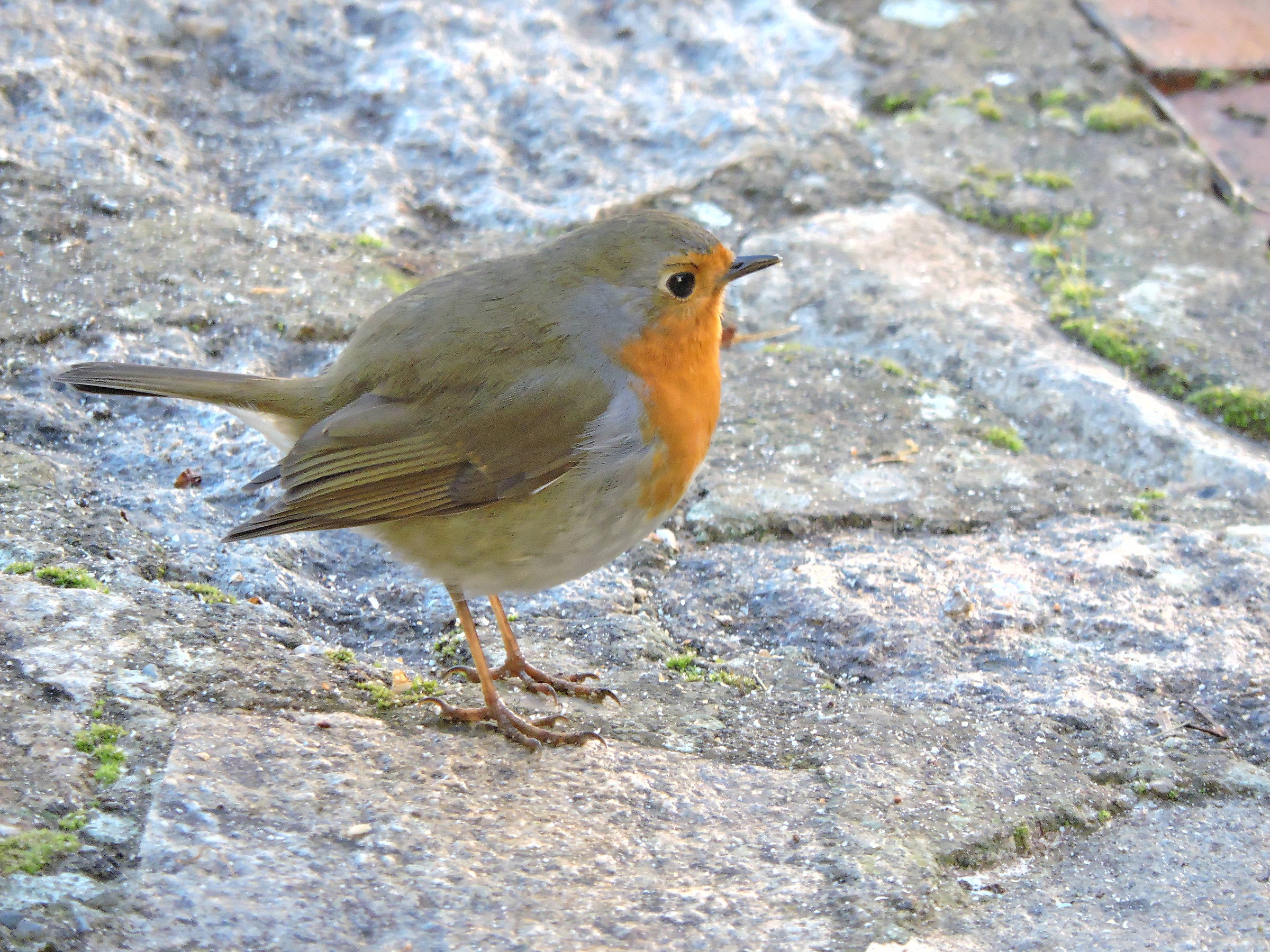 Robin
