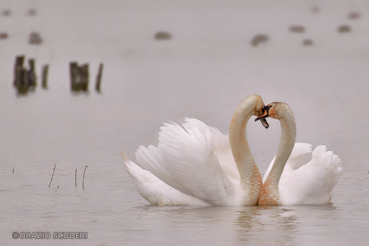 Swans in Love