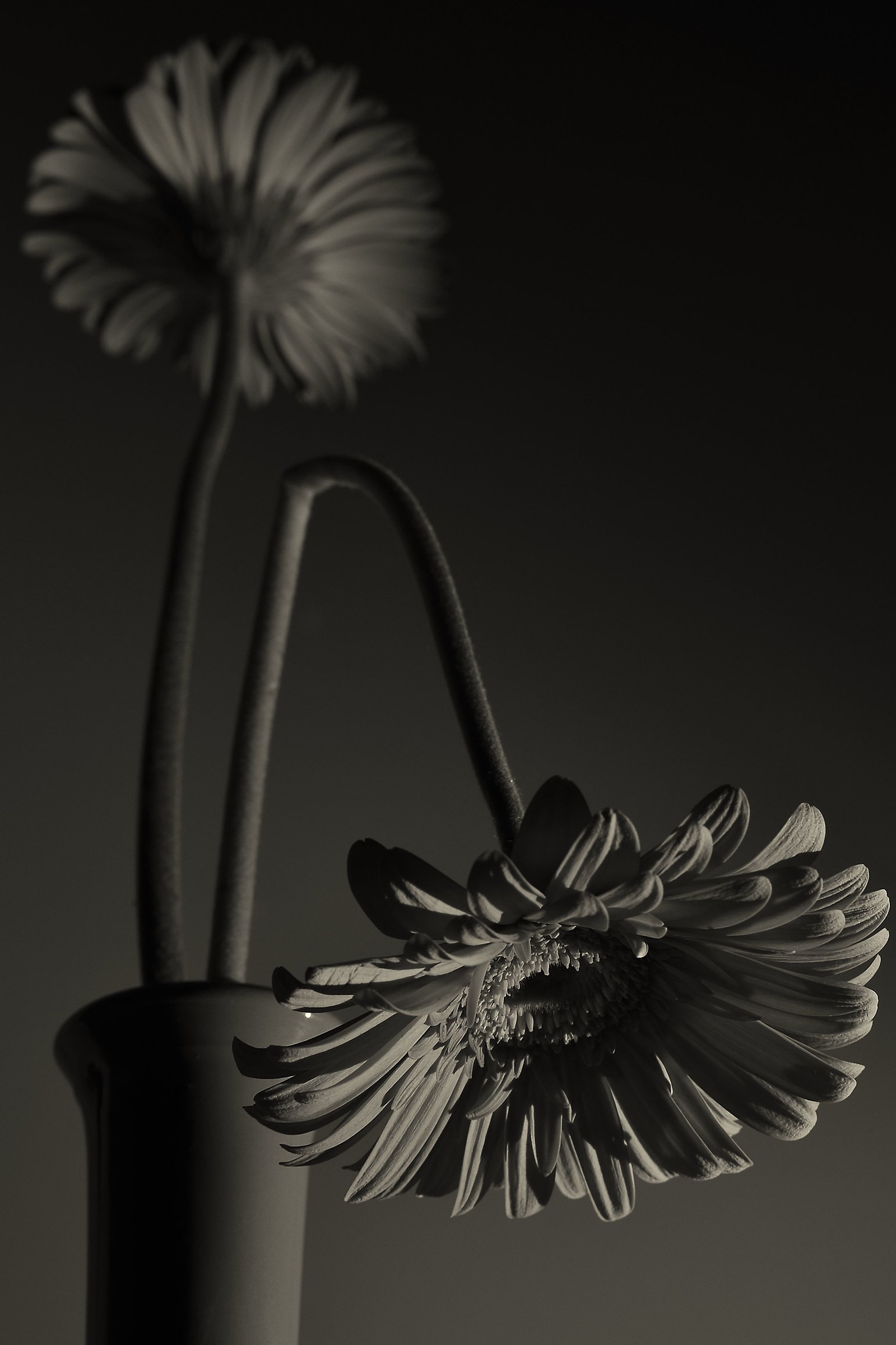 still life (or almost)