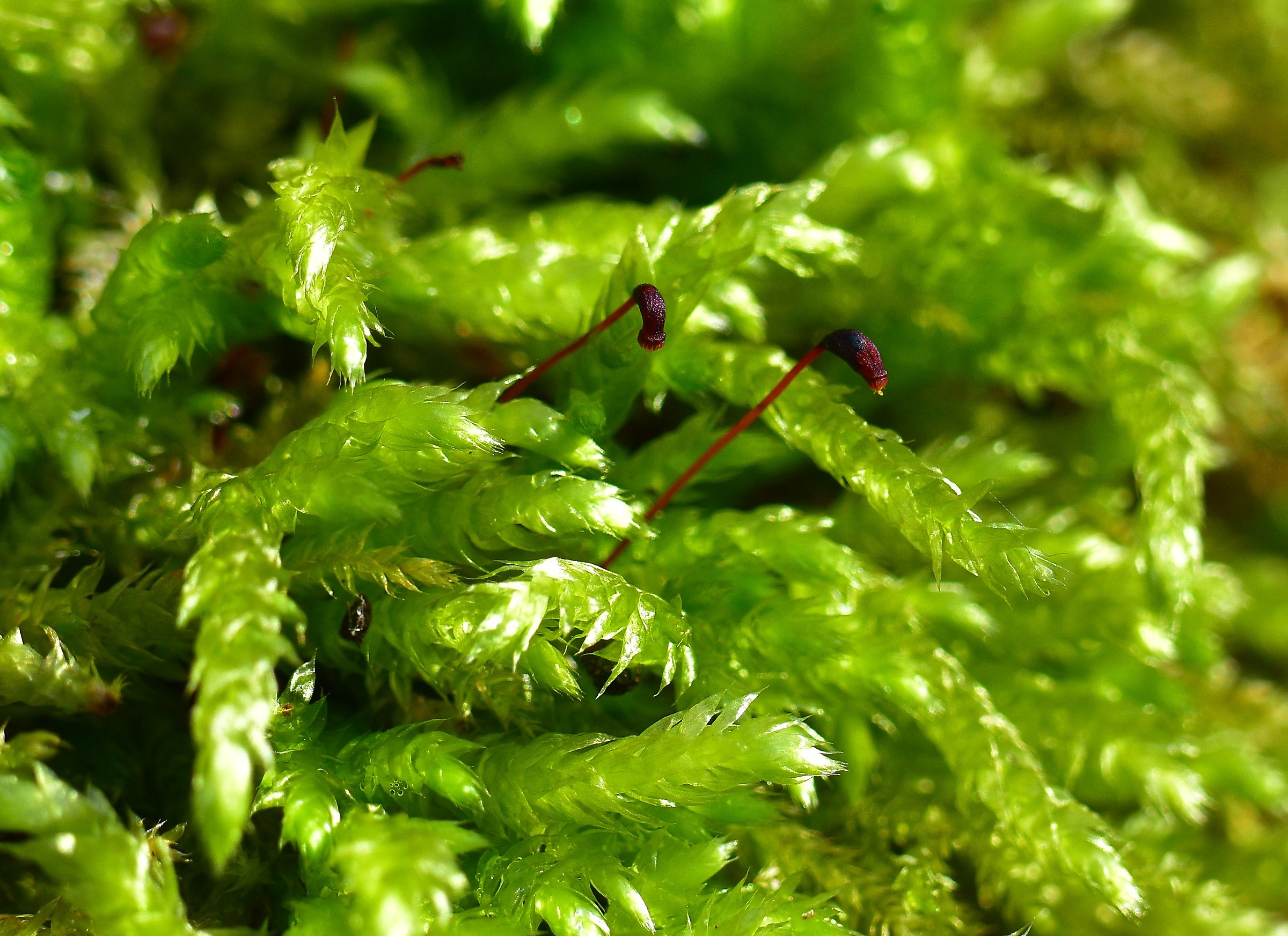 Moss