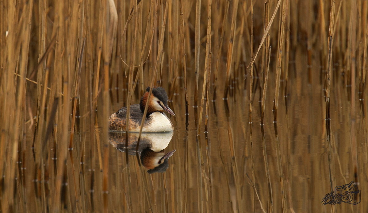 Quadro della natura..Svasso maggiore.