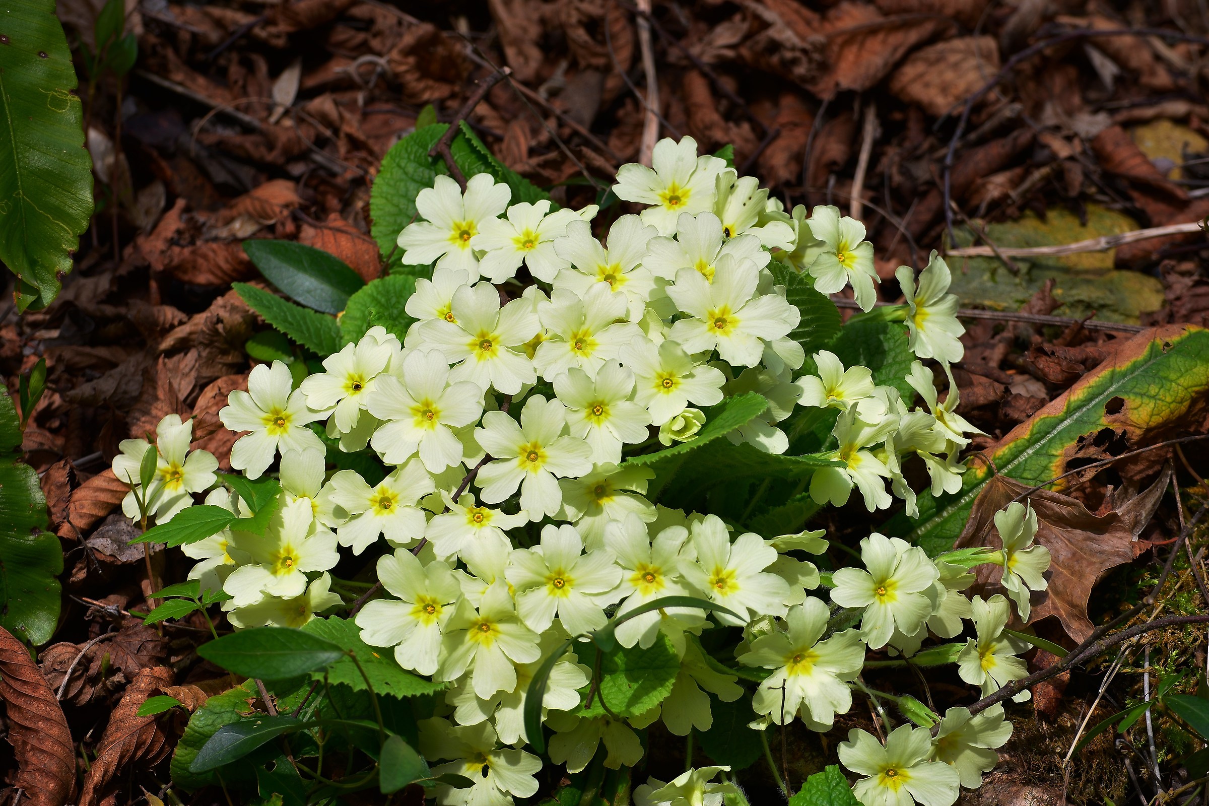 primroses
