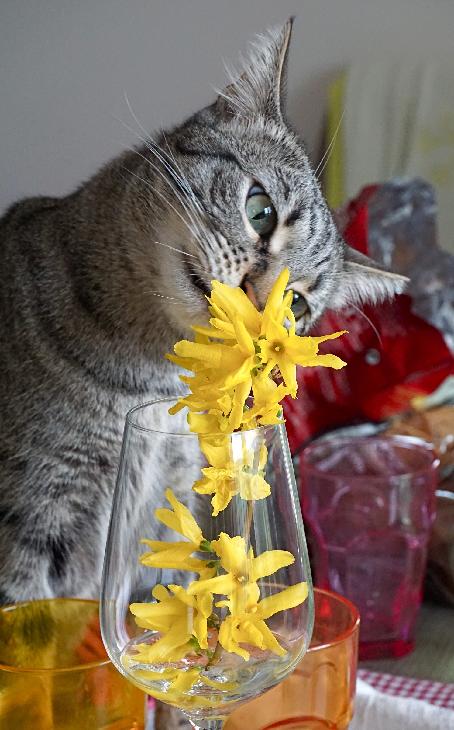 Tanto va la Gatta ai fiori non ti lascia un petalino..